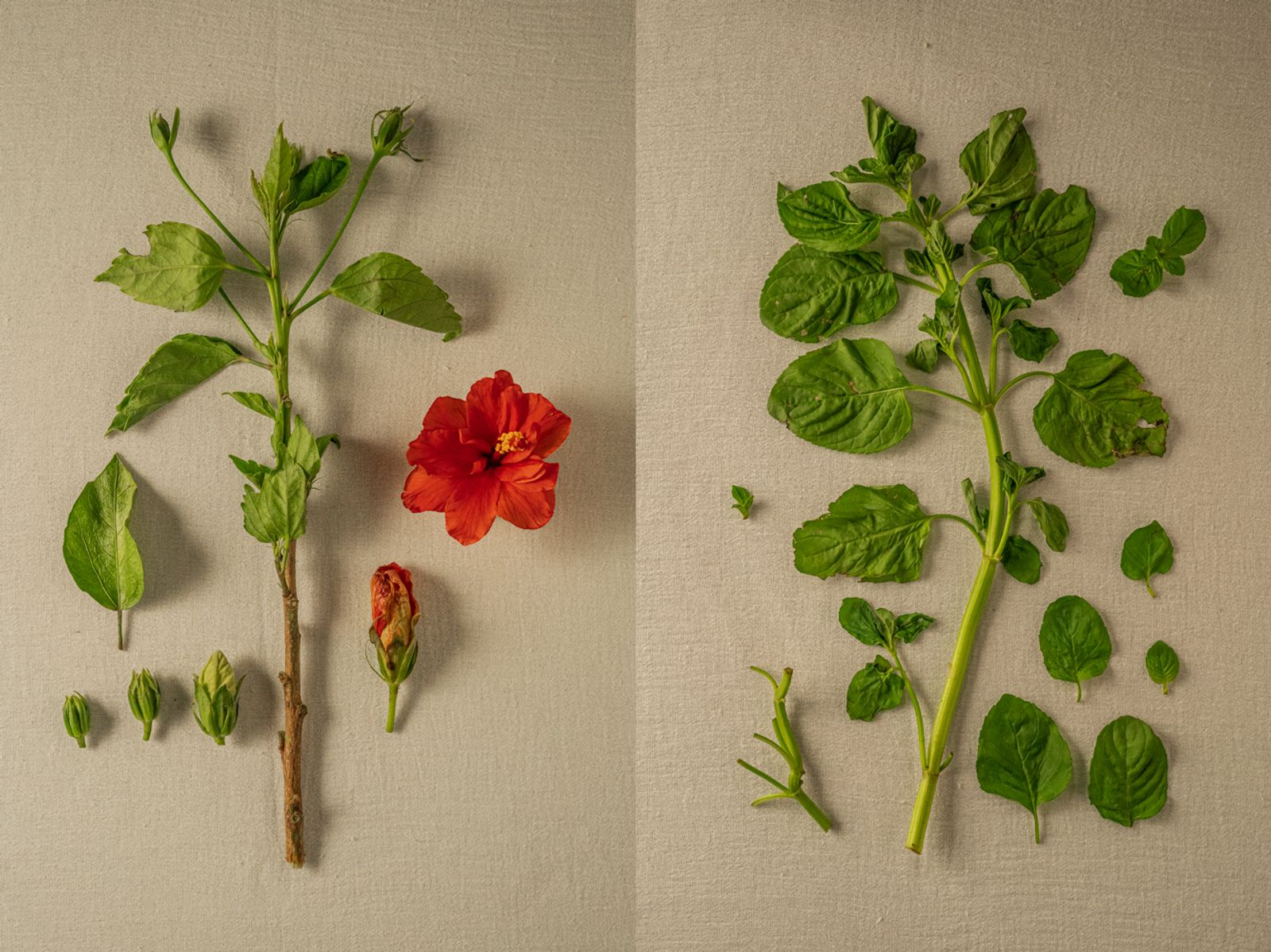 © Andrea Hernández Briceño - Left: Hibiscus rosa-sinensis (Shoeblackplant) Right: Mentha (Mint)