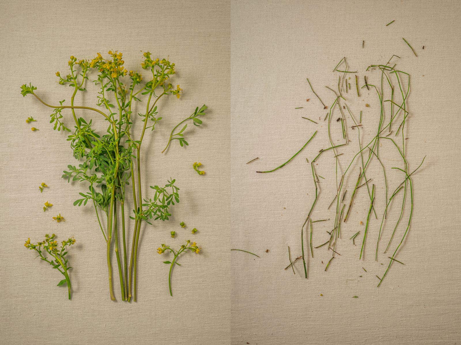 © Andrea Hernández Briceño - Left: Ruta graveolens (Ruta or rue) Right: Equisetum arvense (Field horsetail)