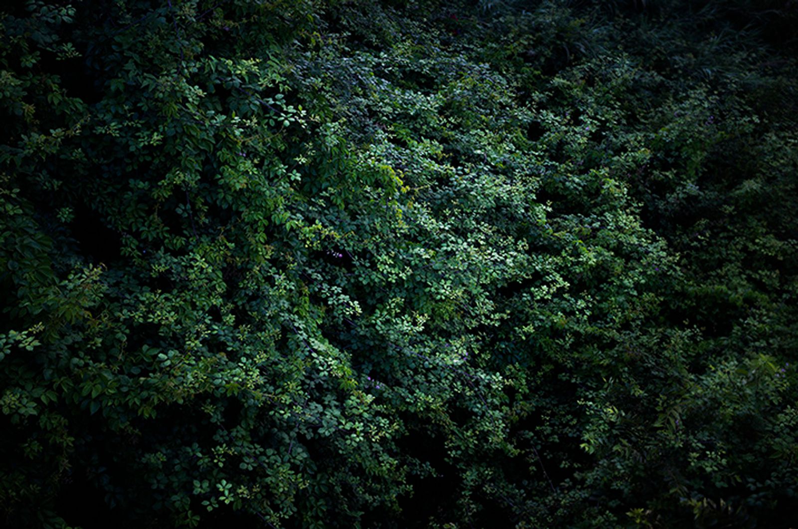 © Eli Garmendia - Image from the Sleeping Forest  photography project