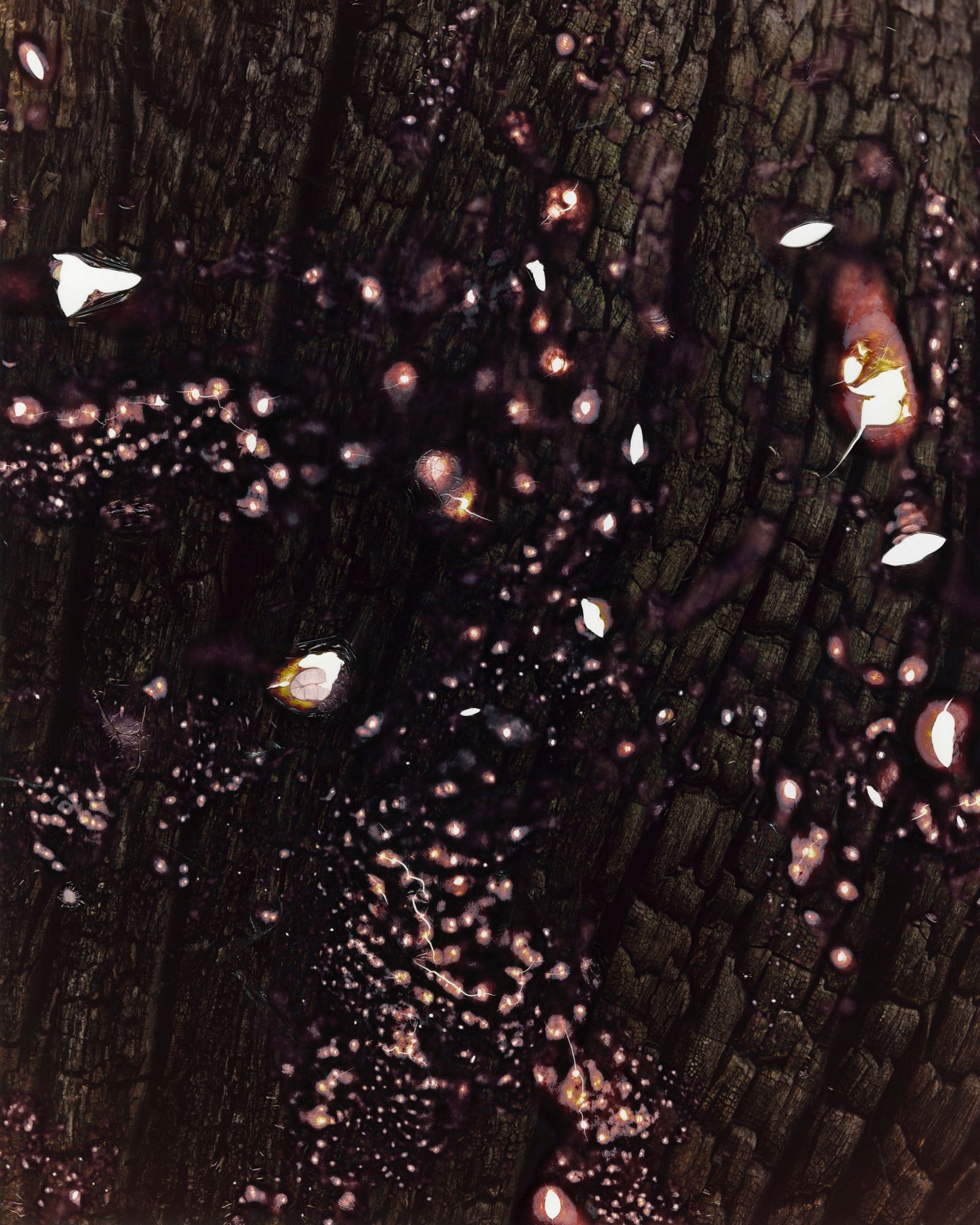 © Tetsuo Kashiwada - Image from the Interwoven photography project
