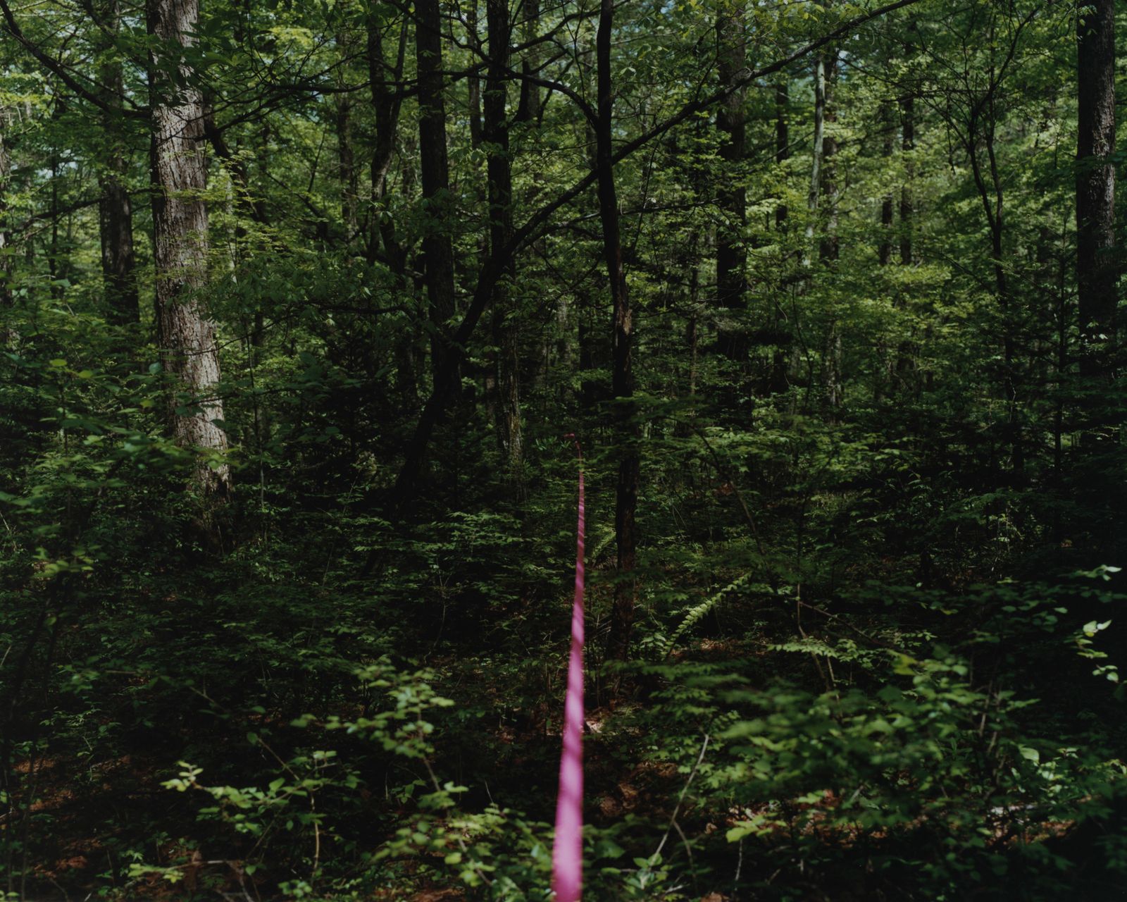 © Tetsuo Kashiwada - Image from the Interwoven photography project
