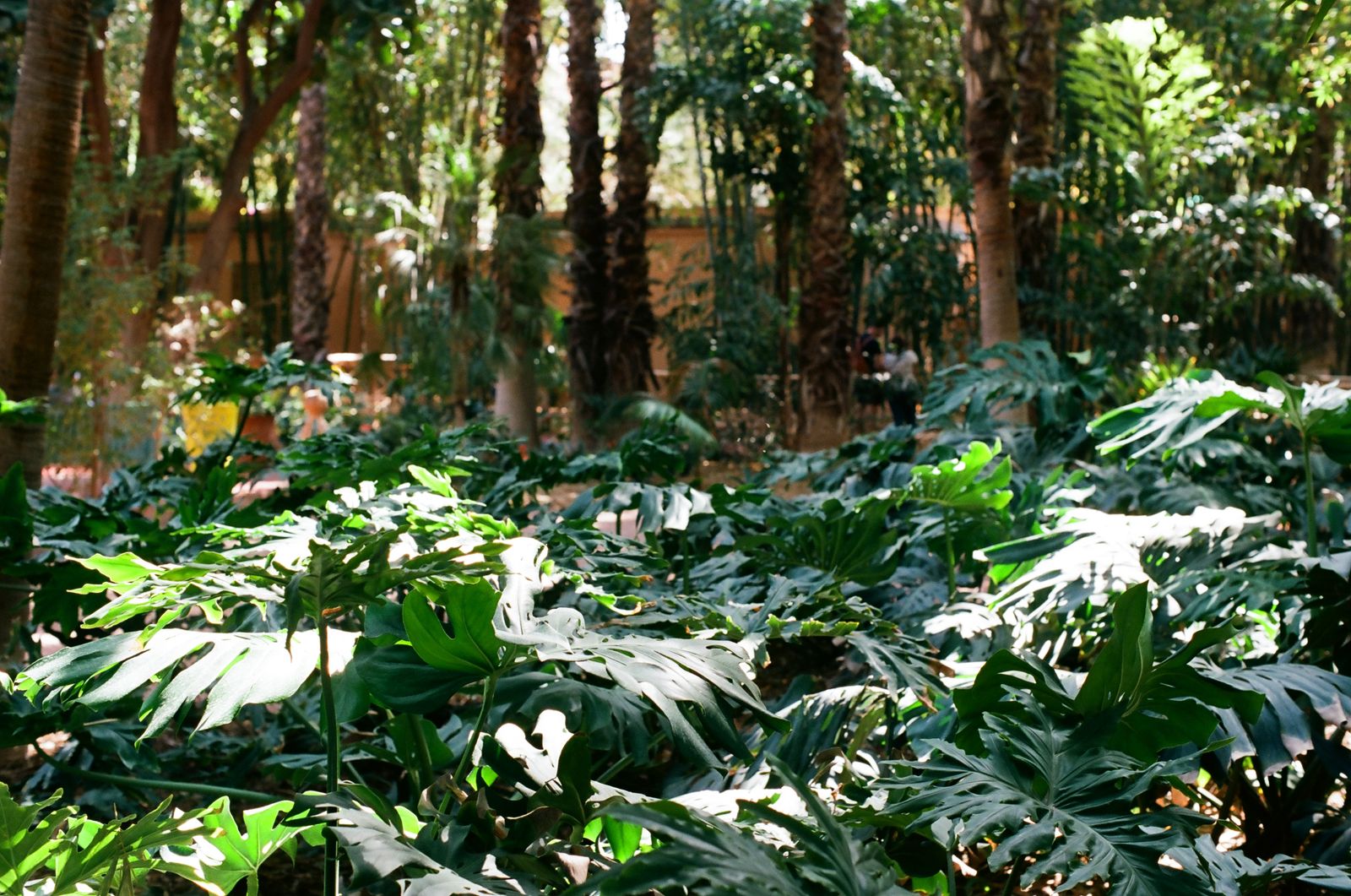 © gigi - plants