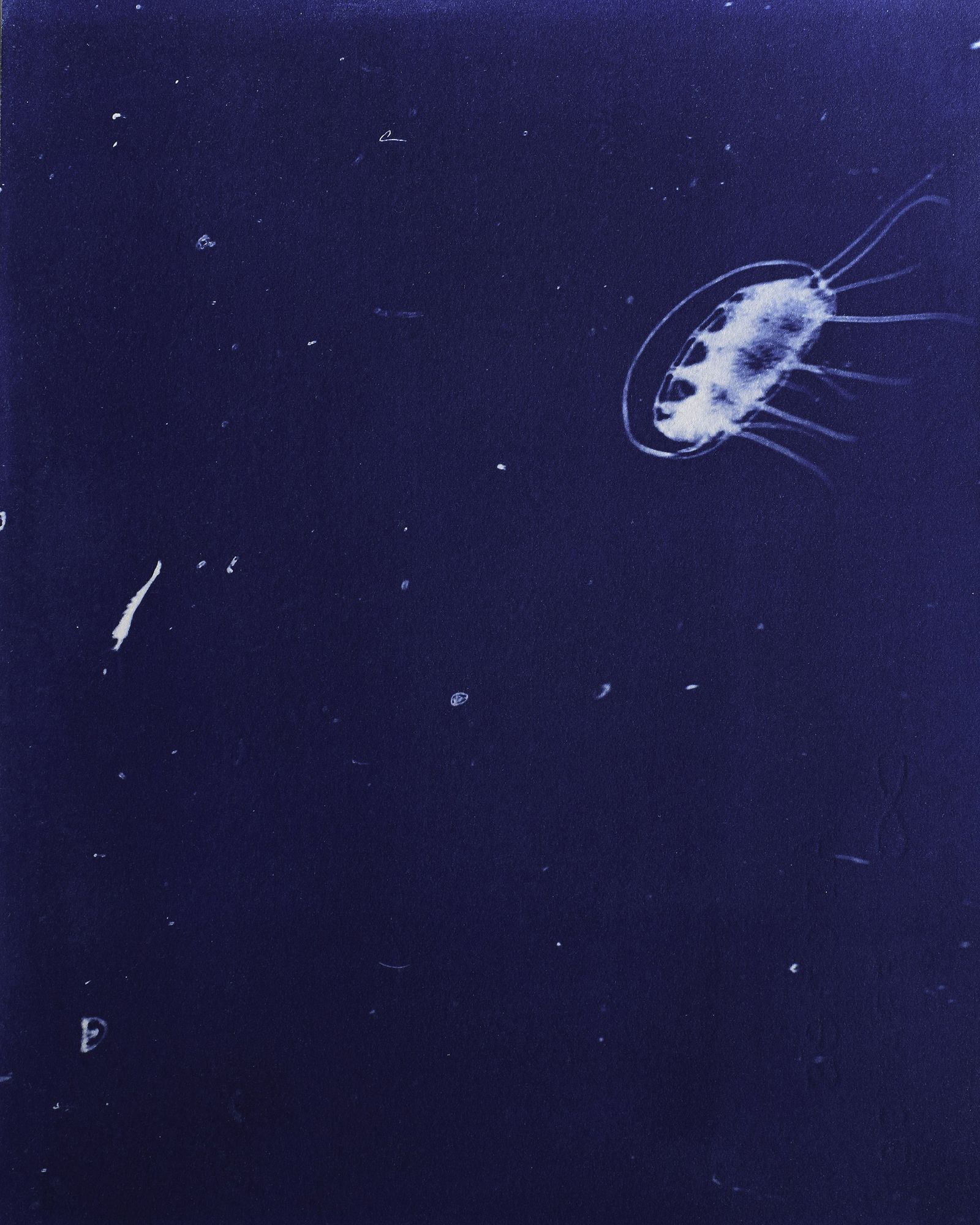 Portraits of Pacific Plankton: Cyanotype Impressions - PhMuseum