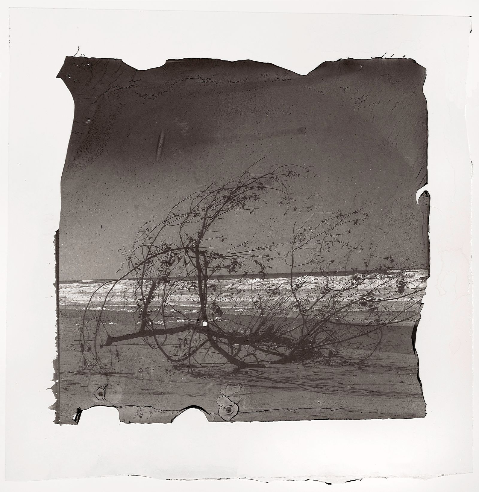 © Sarah Grew - On the beach arrive a few fallen branches and burned trees that have travelled down the rivers to meet the sea.