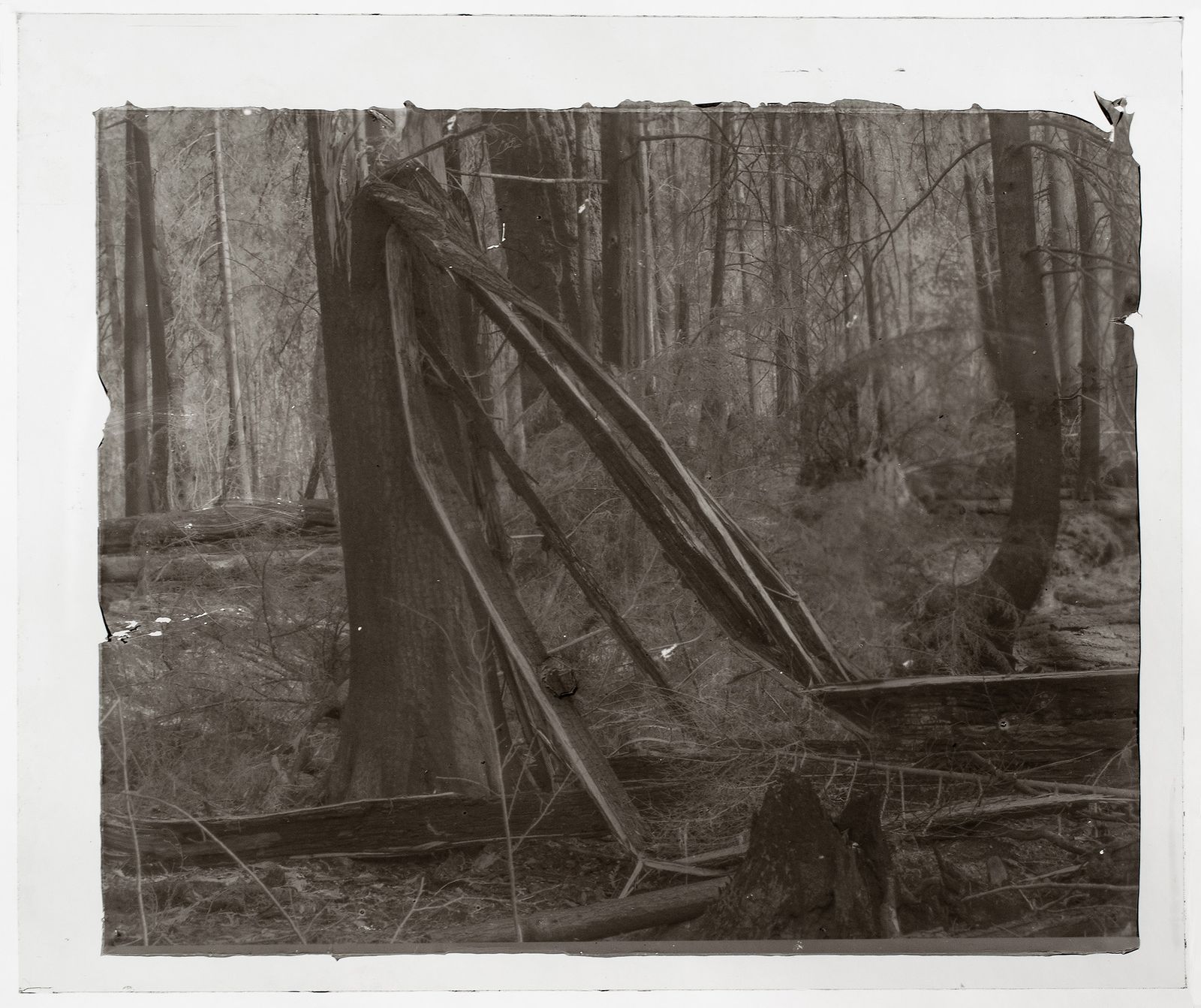 © Sarah Grew - Image from the The Ghost Forest – Out of the Ashes photography project