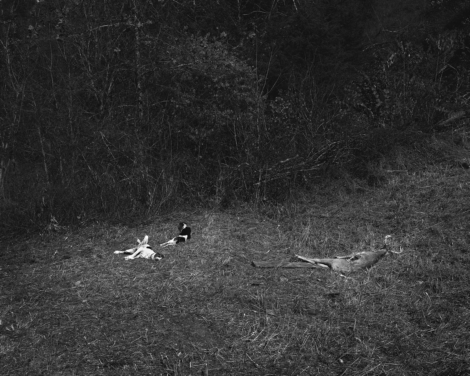© Matthew Genitempo - Image from the Jasper photography project
