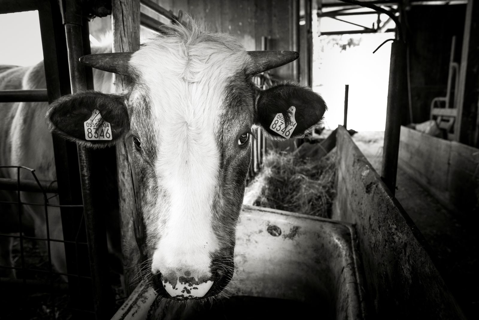 © Paolo Soriani - Image from the AnimAnimale -  I Don't Know How To Respond To That Violence photography project
