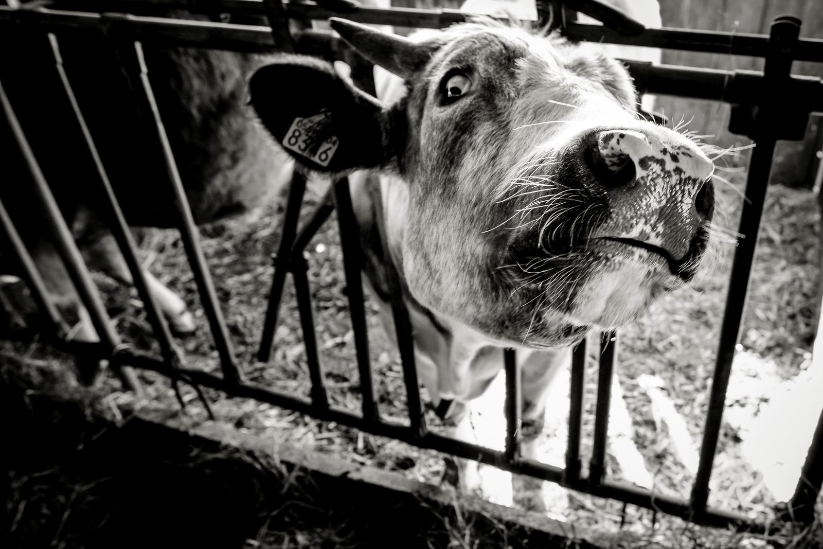 © Paolo Soriani - Image from the AnimAnimale -  I Don't Know How To Respond To That Violence photography project