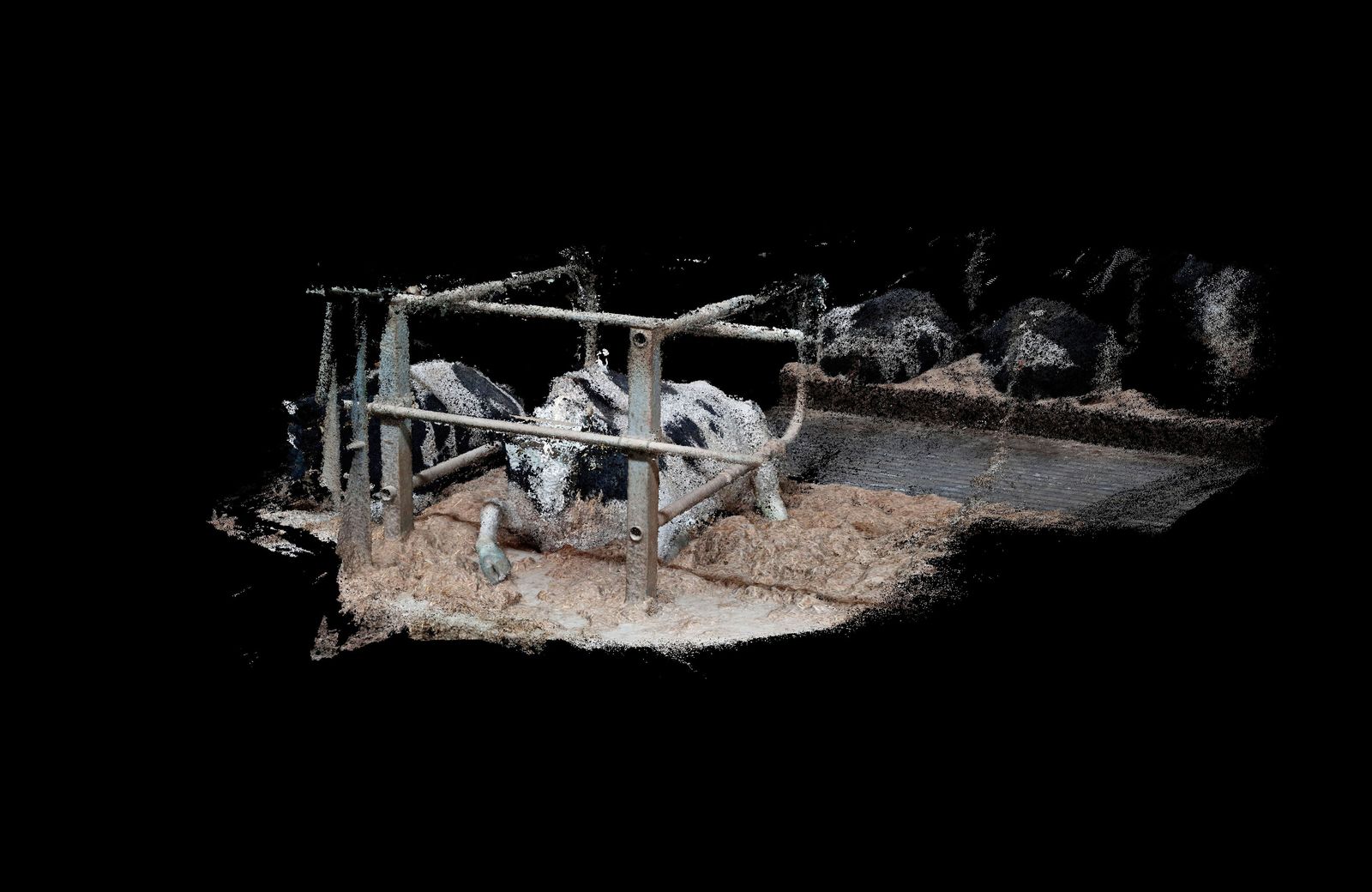 © Daniel Szalai - Cow 7141 Resting
