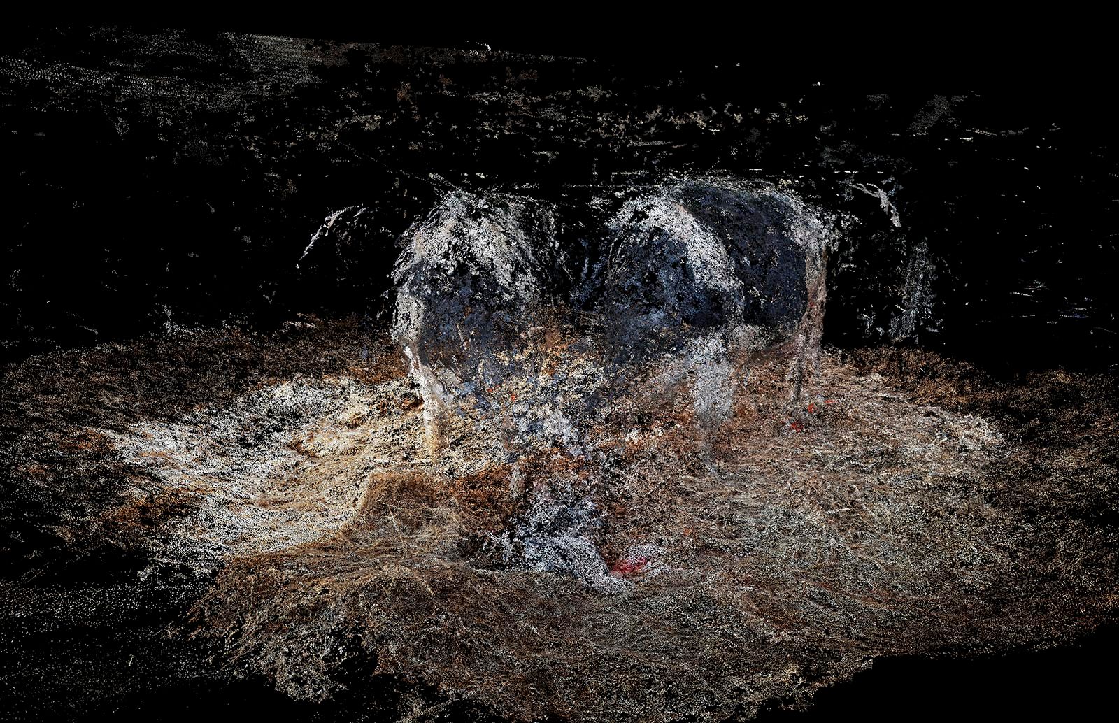 © Daniel Szalai - Image from the Unleash Your Herd's Potential photography project