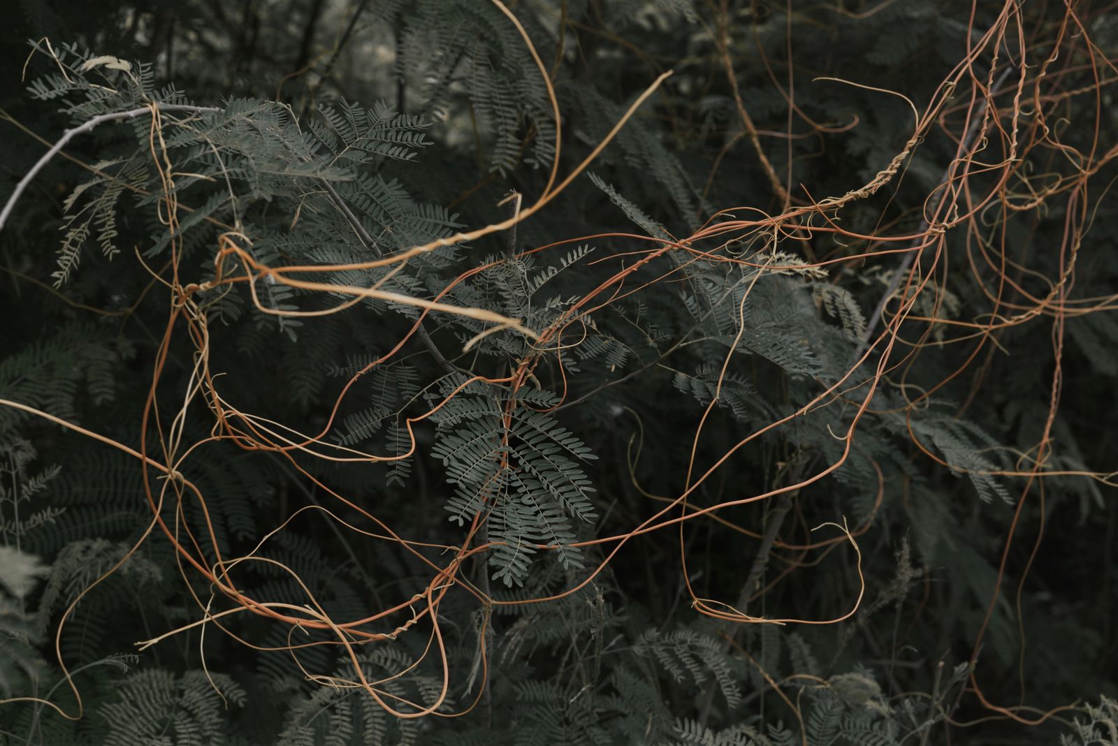 © Annalisa Natali Murri - Image from the La Isla Nena photography project