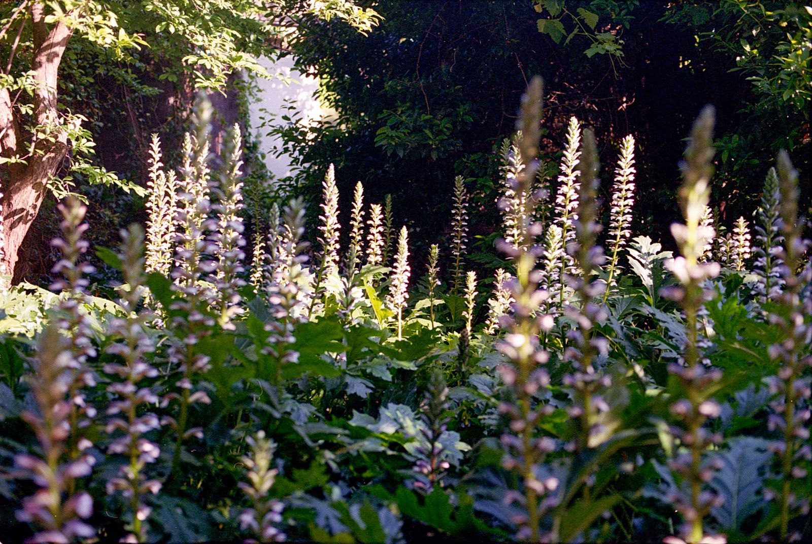 © Lucas Momparler - Image from the Where the acanthus rest photography project