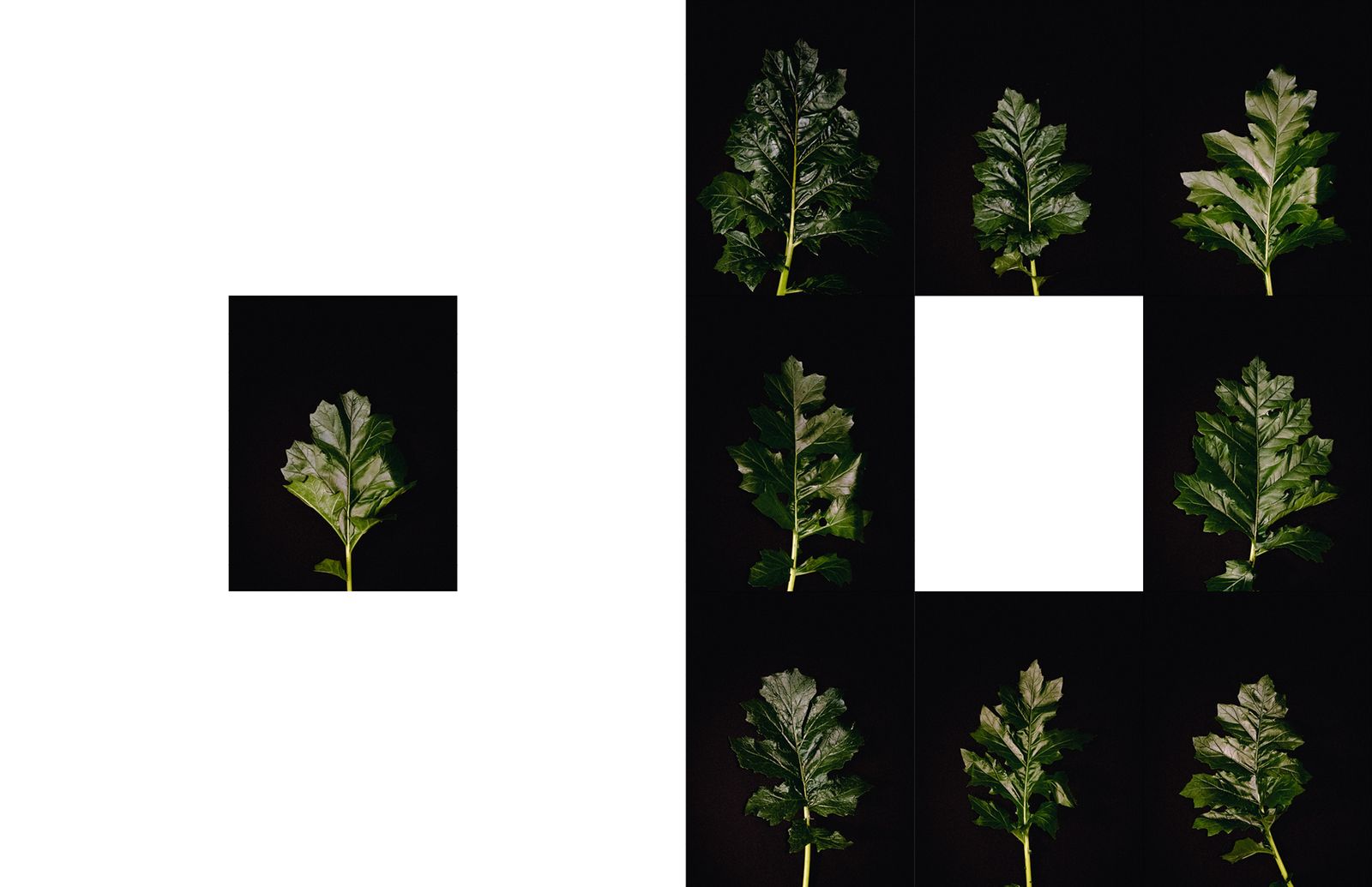 © Lucas Momparler - Image from the Where the acanthus rest photography project