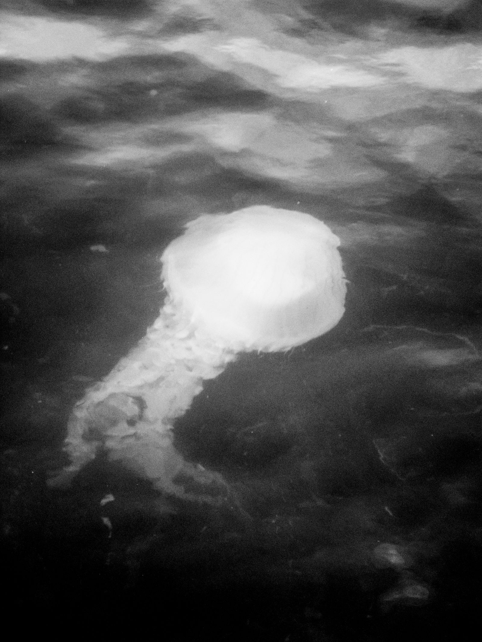 © Eric Allende - A jellyfish can be seen in a river in Chiloe, Chile.