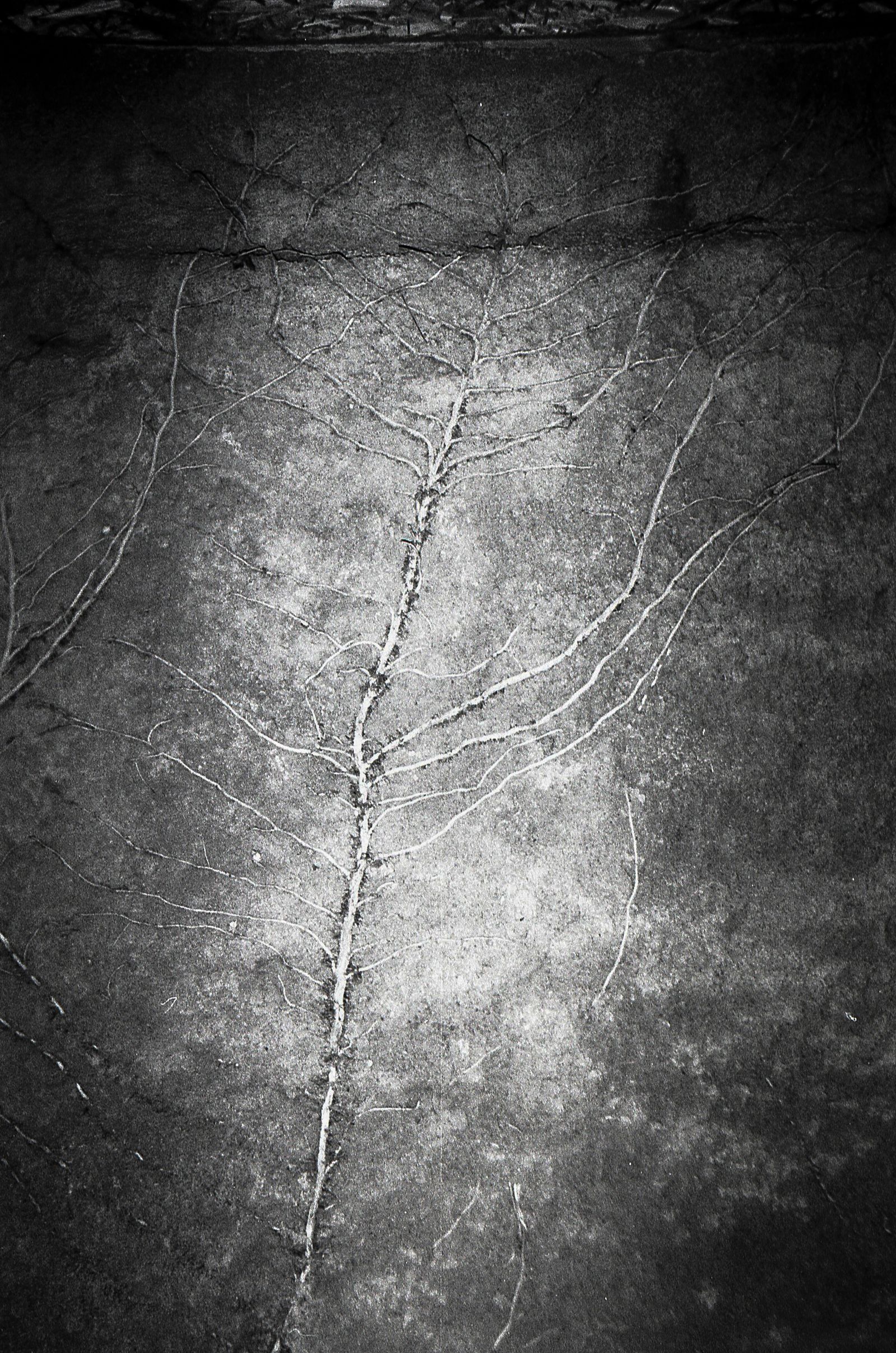 © Eric Allende - Branches grow on the wall of a house in the commune of Pudahuel. Santiago, Chile.