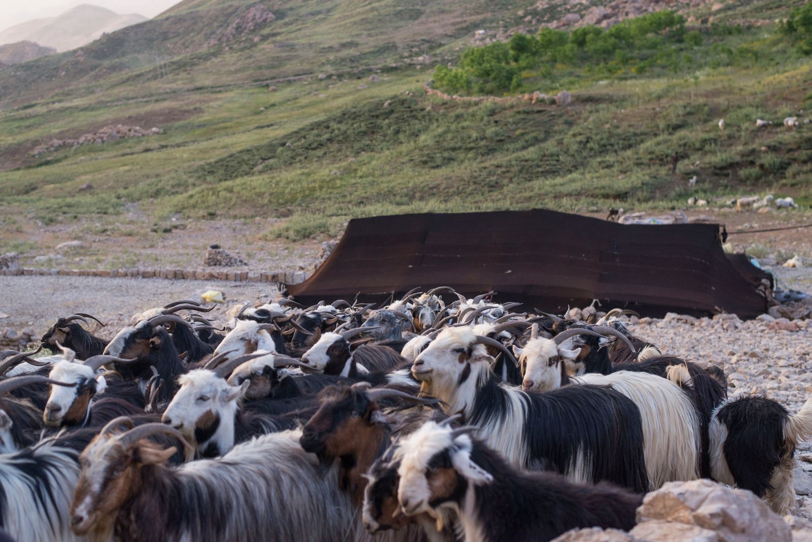 © Rachele Caretti - Image from the Nomads of Iran photography project