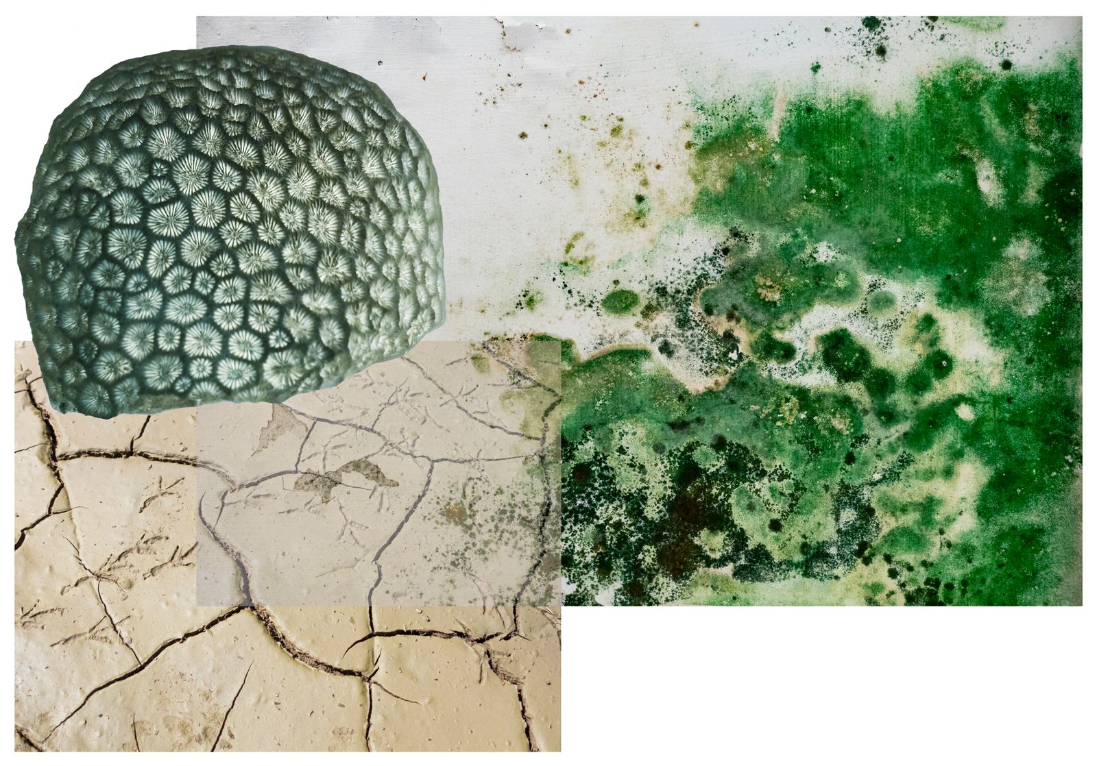 © Florence Iff - prehistoric coral, dried up ground, bird traces, algae and bacteria on wall