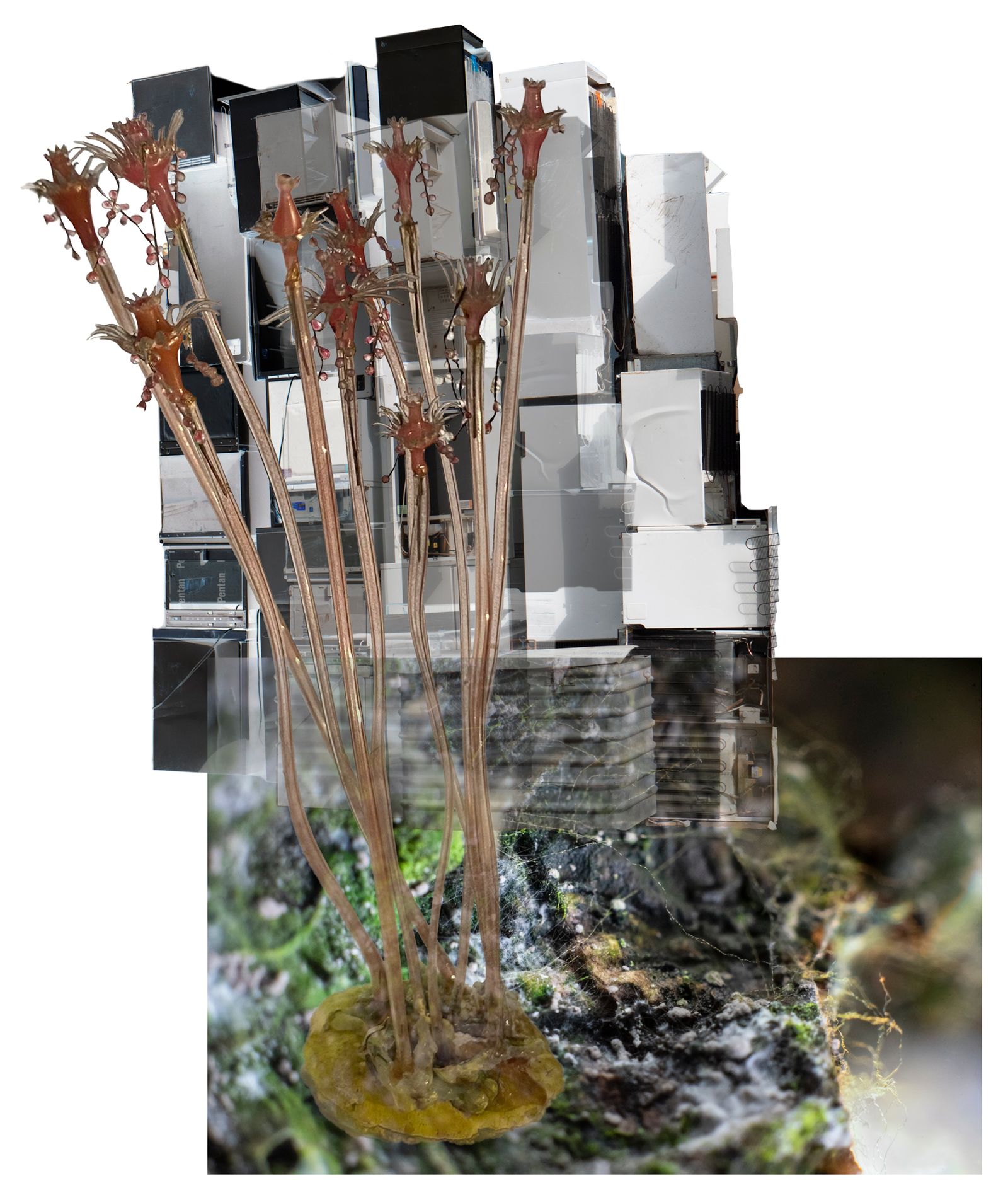 © Florence Iff - earth/moss/mold, disposed refrigerators, glass models of marine invertebrates