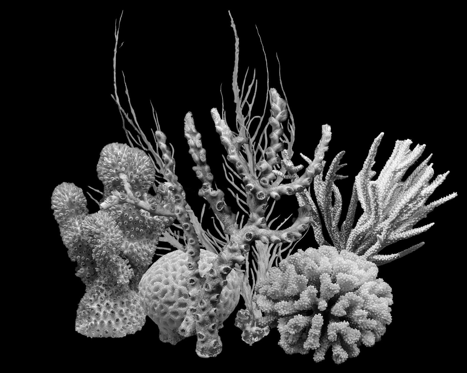 © Florence Iff - Corals (some extinct), (Museum of Natural History Paris, Lausanne, Vienna)