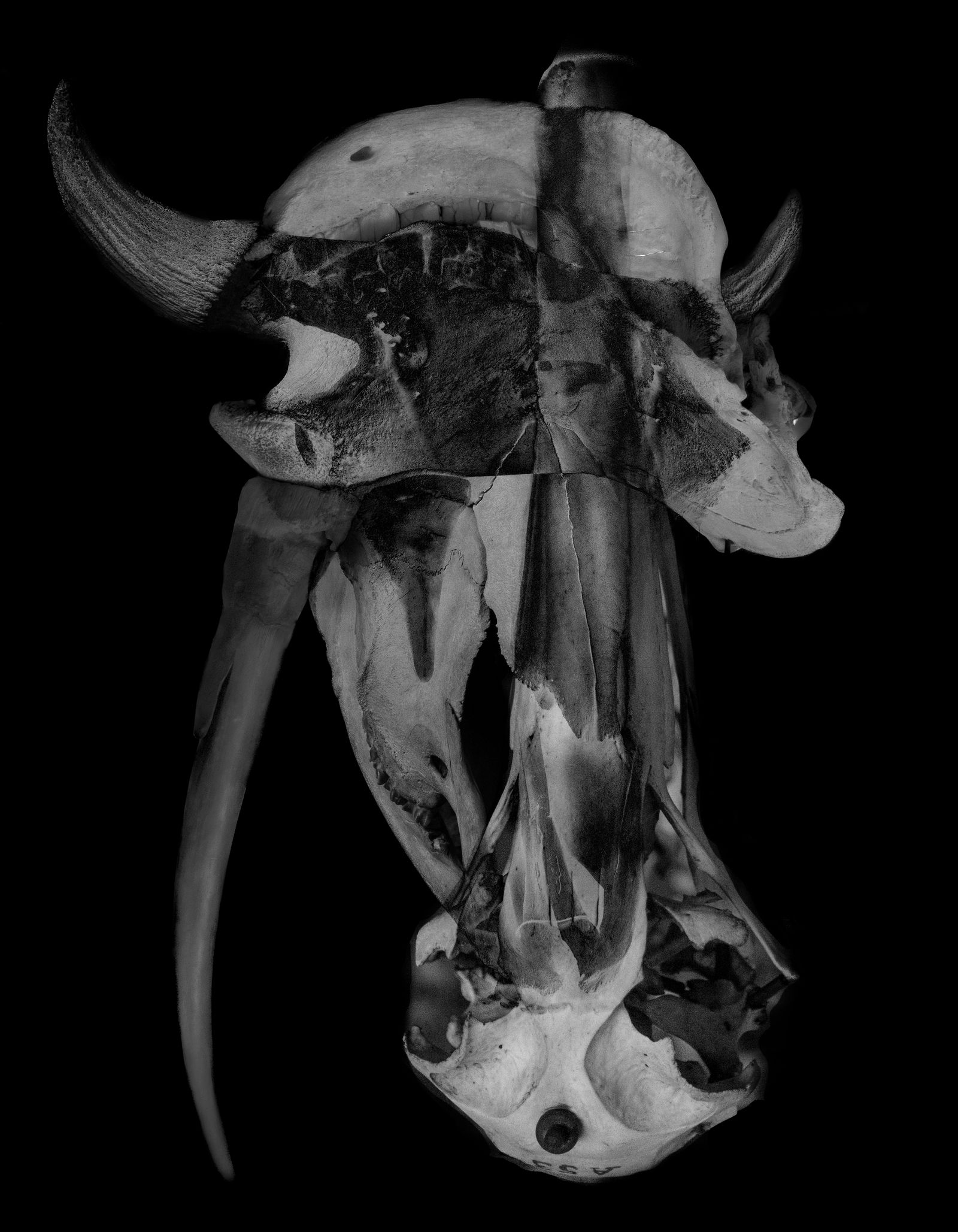 © Florence Iff - Antelope, White Rhinoceros (extinct), Marabou (Museum of Natural History Paris)