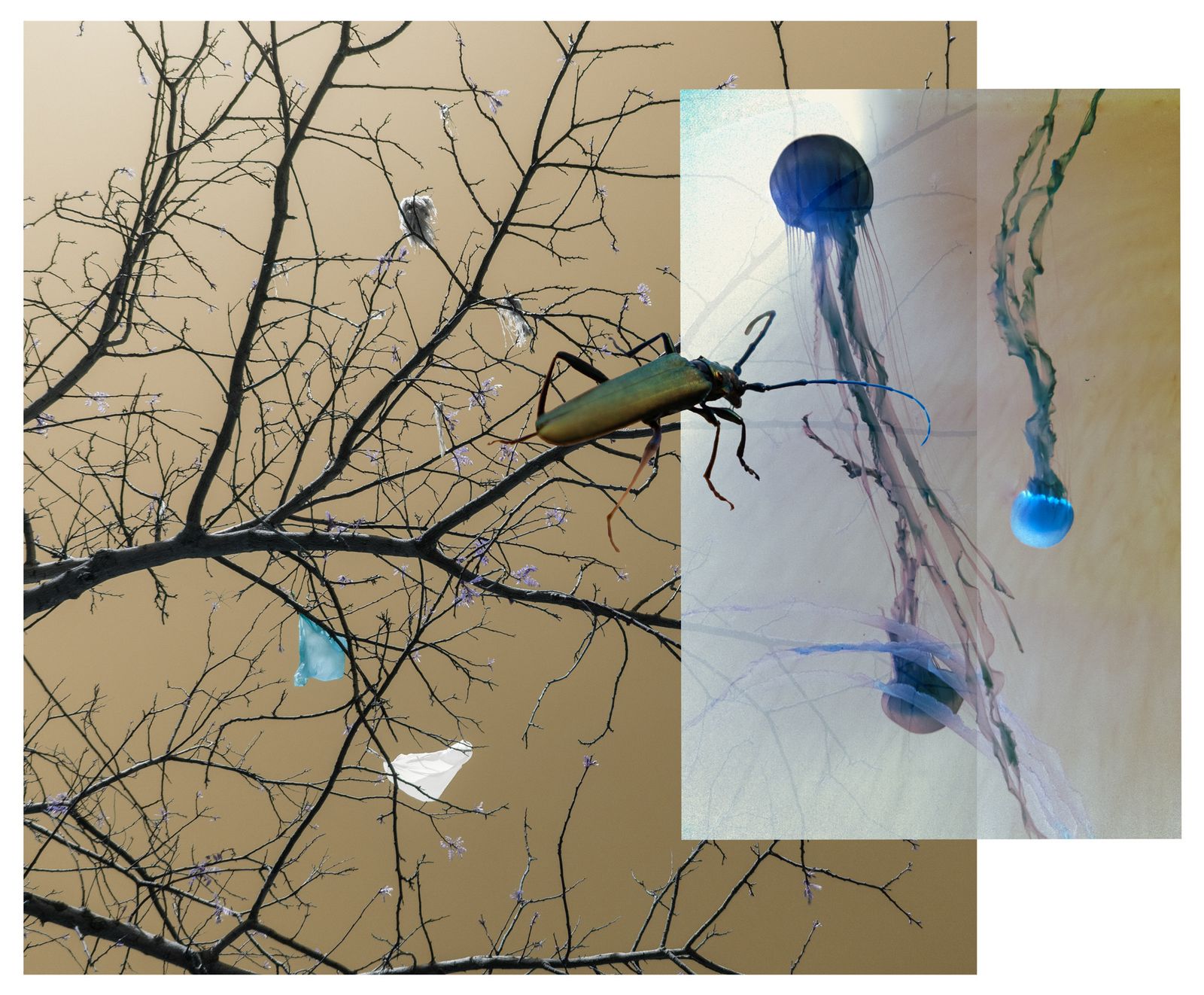 © Florence Iff - biodiversity, plastic bags in tree, insect, jellyfish