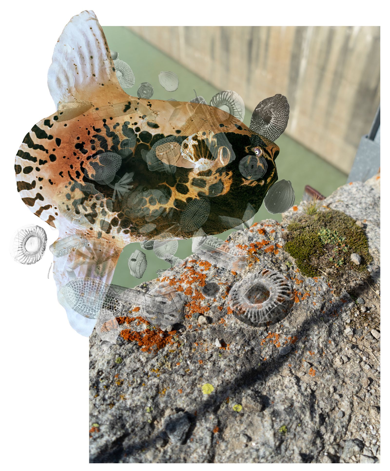 © Florence Iff - biodiversity, moonfish, bacteria, lichen on dam wall