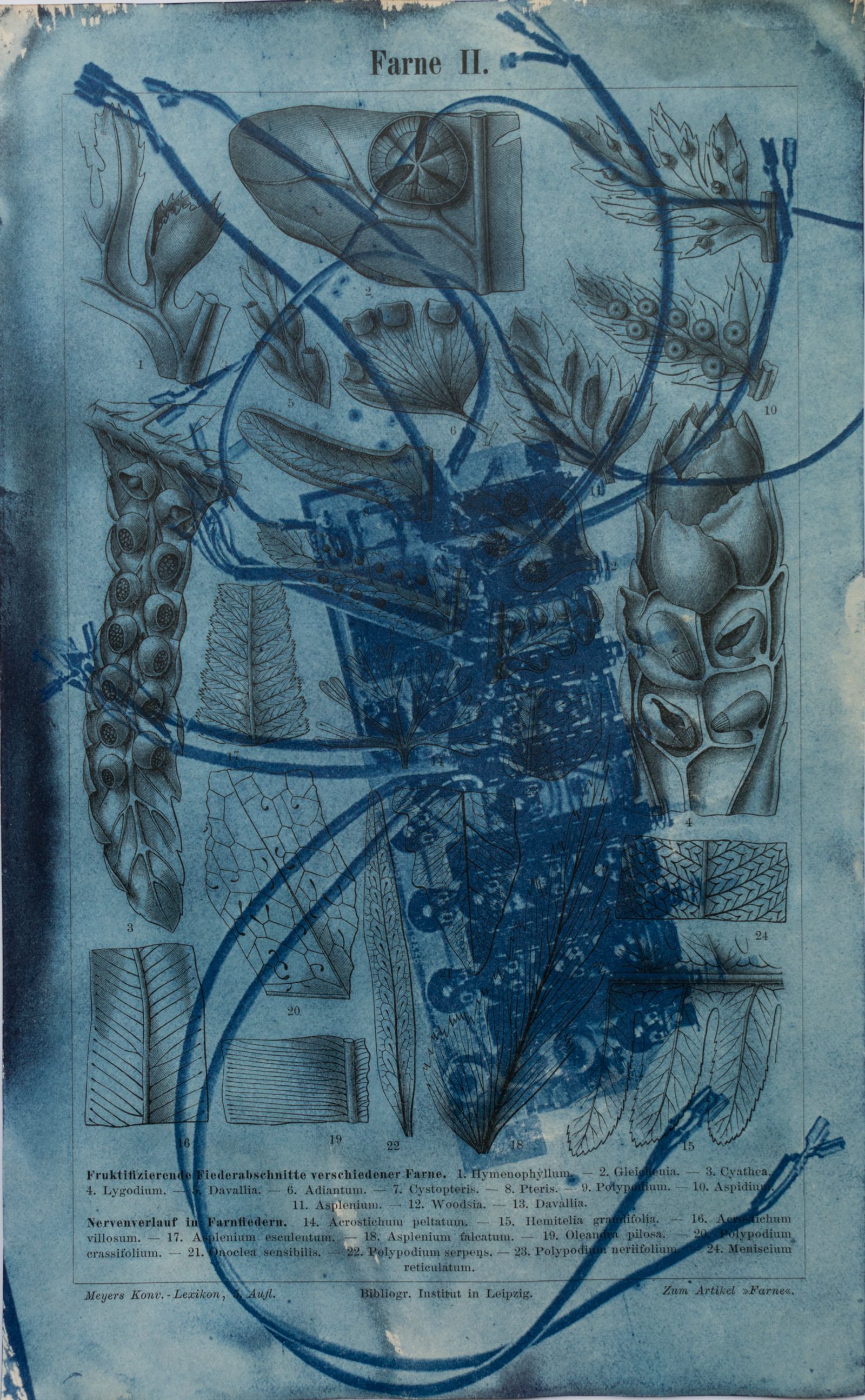 © Florence Iff - Amalgamated Fragmentation/ Technosphere- Board 2 cyanotype on vintage lithography