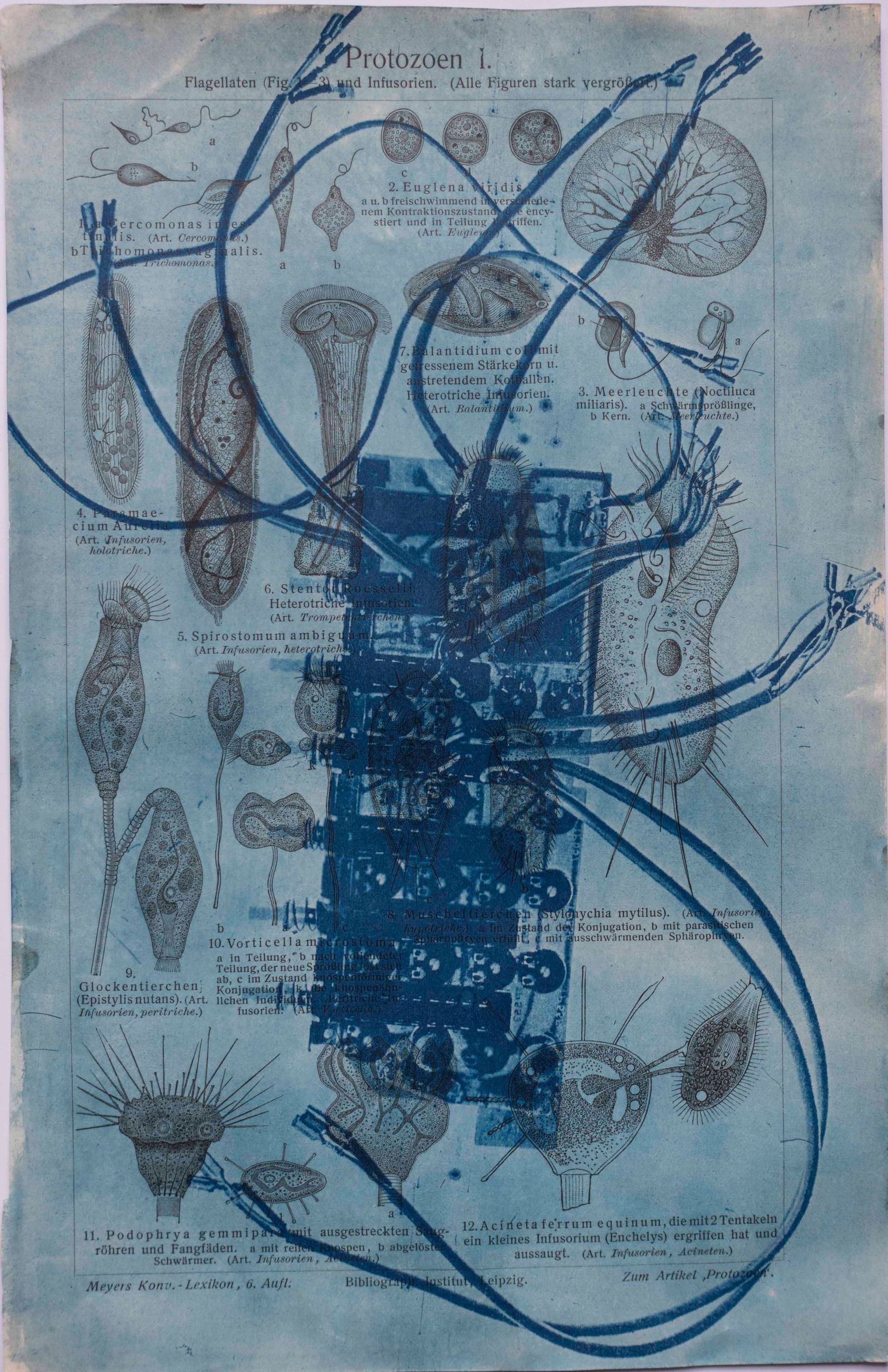 © Florence Iff - Amalgamated Fragmentation/ Technosphere- Board 2 cyanotype on vintage lithography