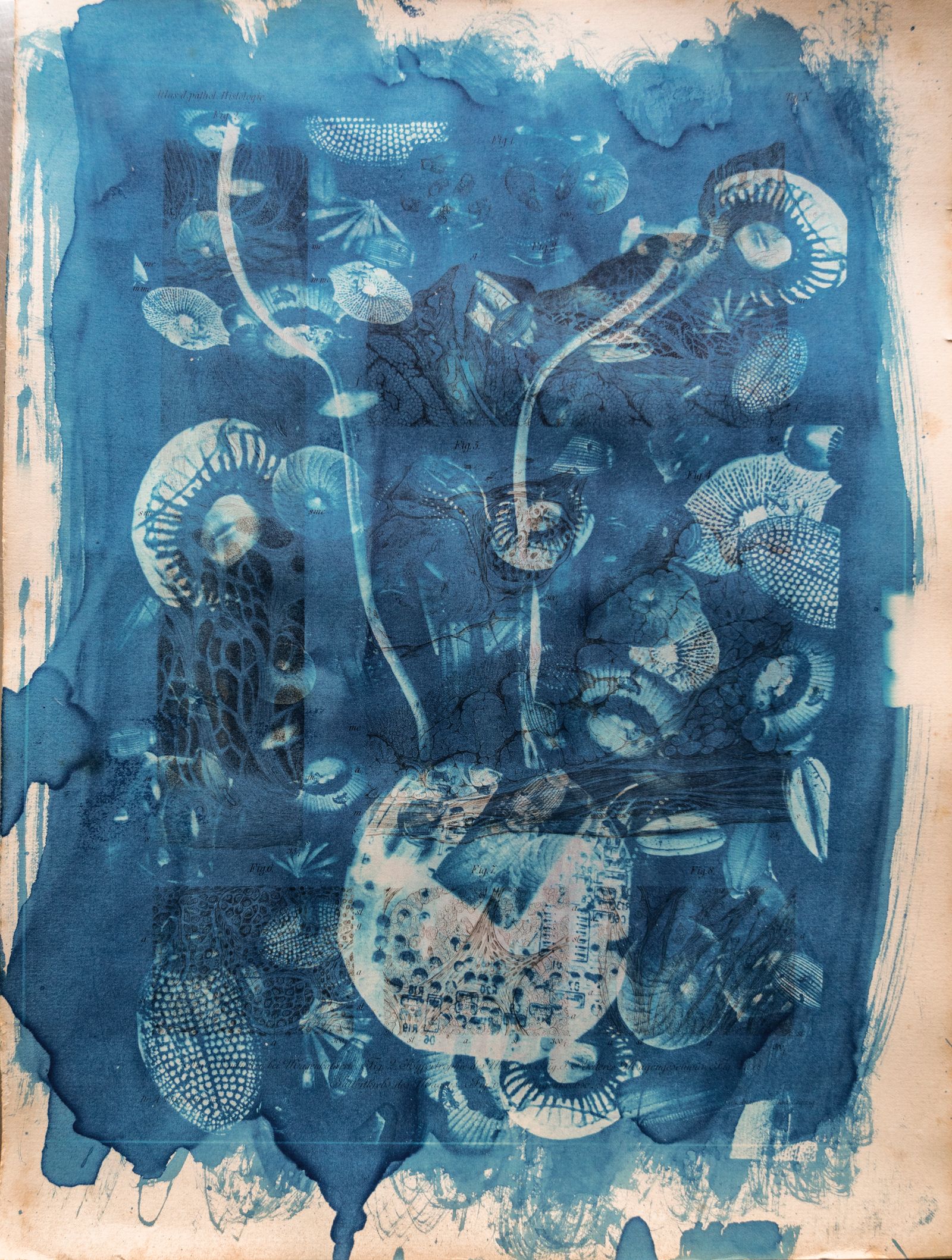 © Florence Iff - Amalgamated Fragmentation/ Technosphere 4 cyanotype on vintage lithography
