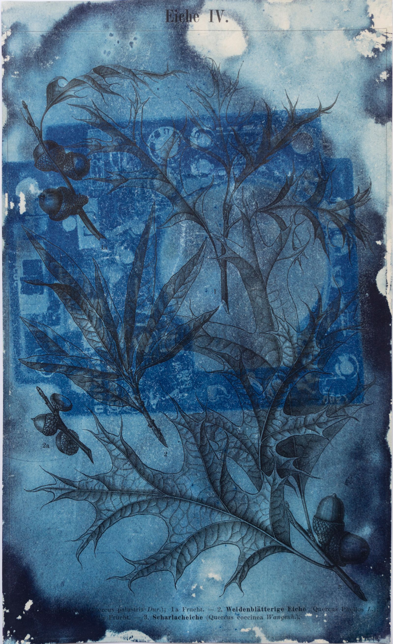© Florence Iff - Amalgamated Fragmentation/ Technosphere- Board 11 cyanotype on vintage lithography