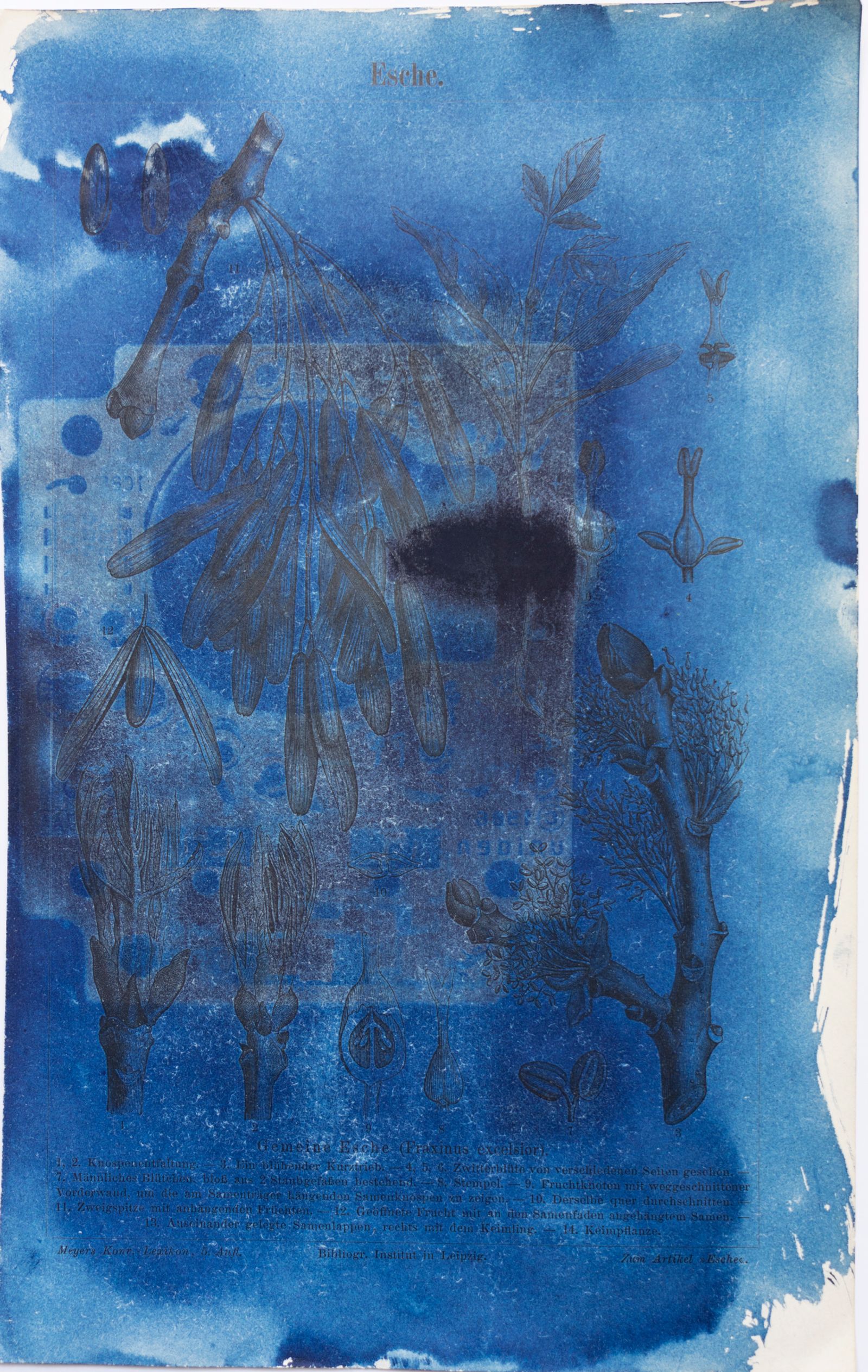 © Florence Iff - Amalgamated Fragmentation/ Technosphere- Board 4 cyanotype on vintage lithography