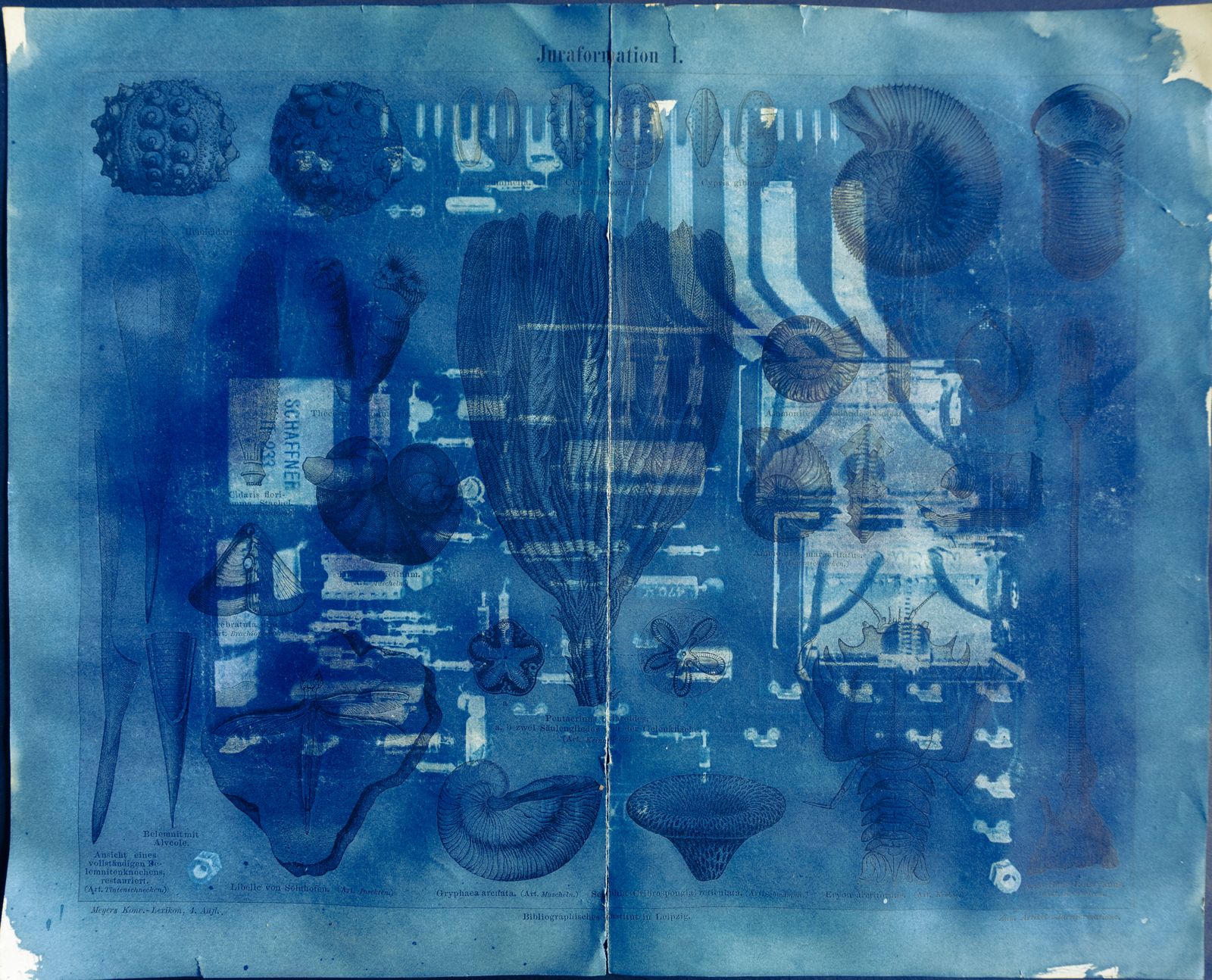 © Florence Iff - Amalgamated Fragmentation/ Technosphere- Board 9 cyanotype on vintage lithography