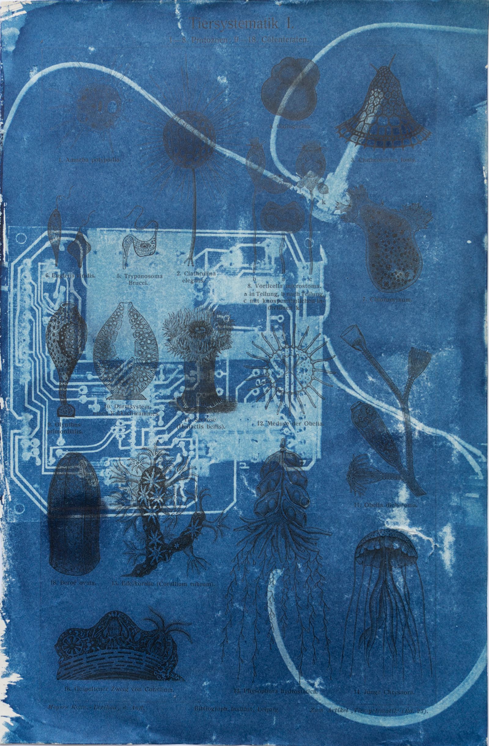 © Florence Iff - Amalgamated Fragmentation/ Technosphere- Board 3 cyanotype on vintage lithography