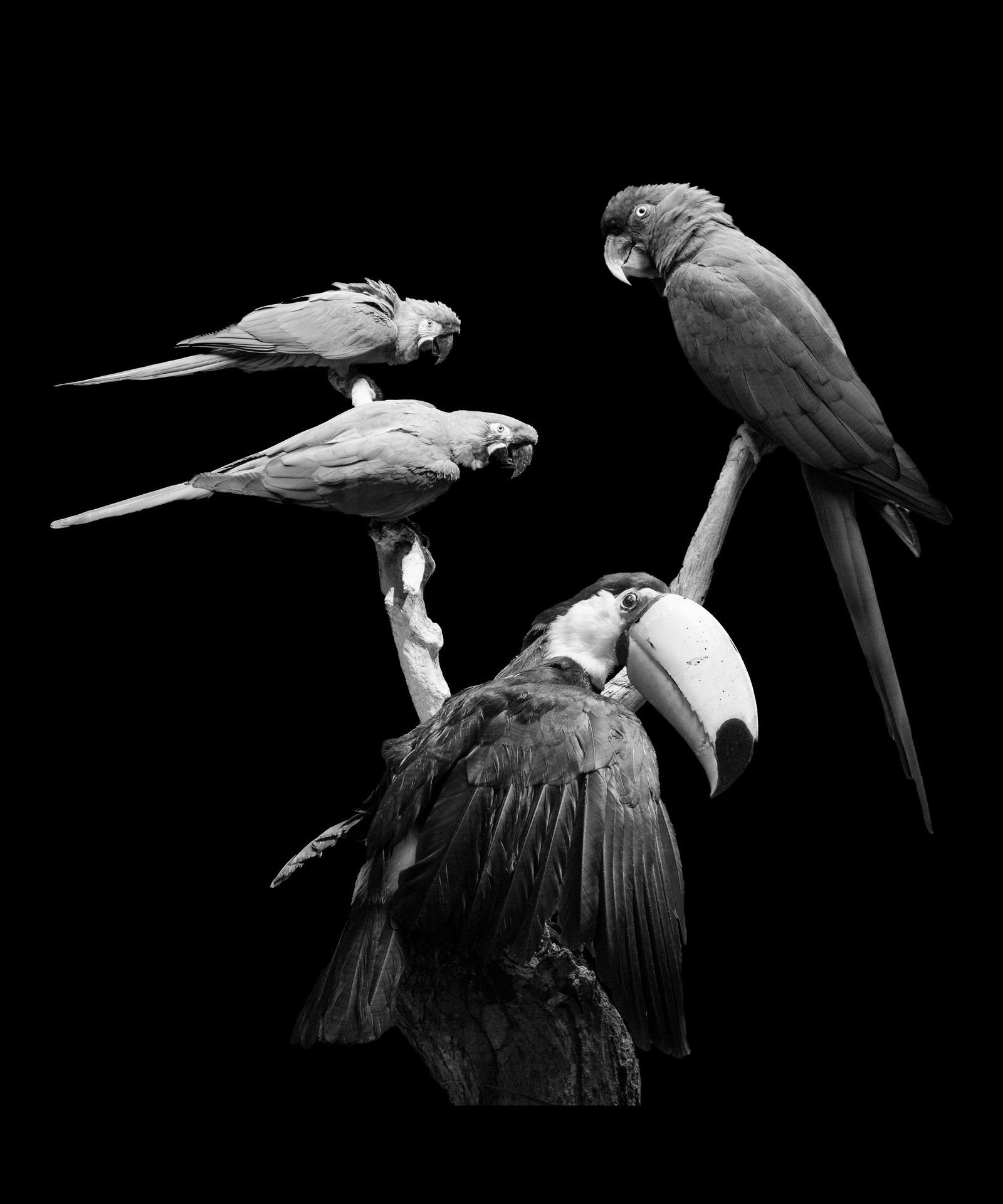 © Florence Iff - Ara, Primolius and Toucan