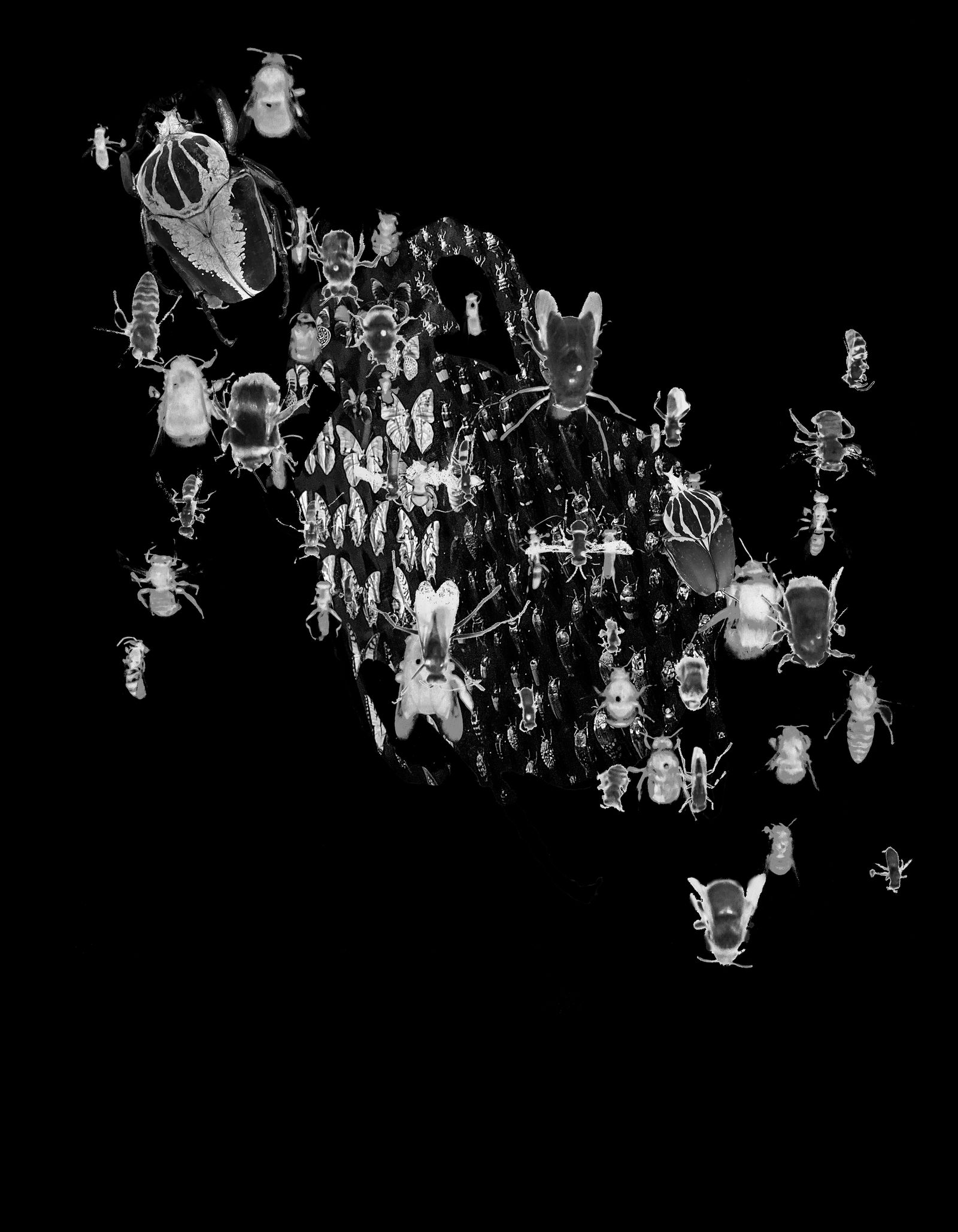 © Florence Iff - Insects (69% of them extinct, most endangered)
