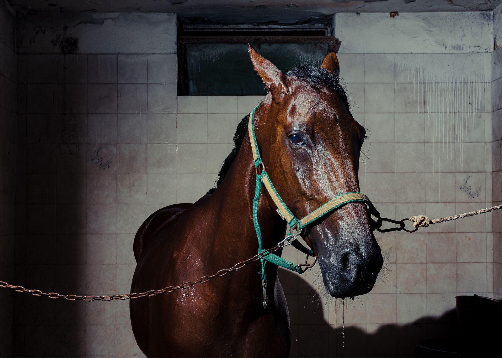 © Alessio Pellicoro - A relaxing shower for a tired horse after the race.