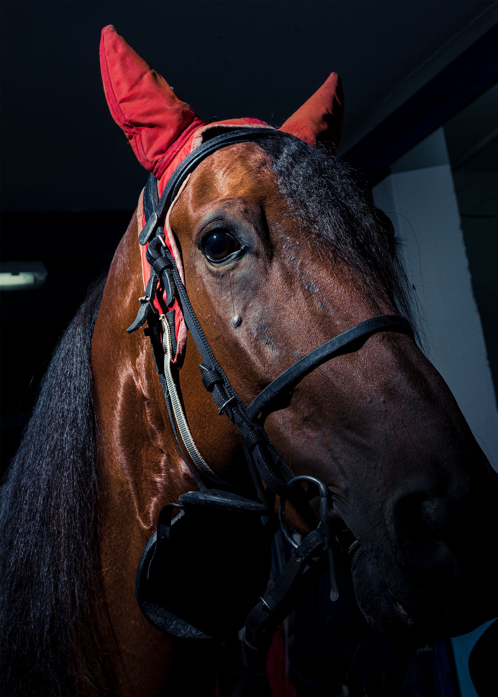 © Alessio Pellicoro - A particular detail of the horse's competition equipment.