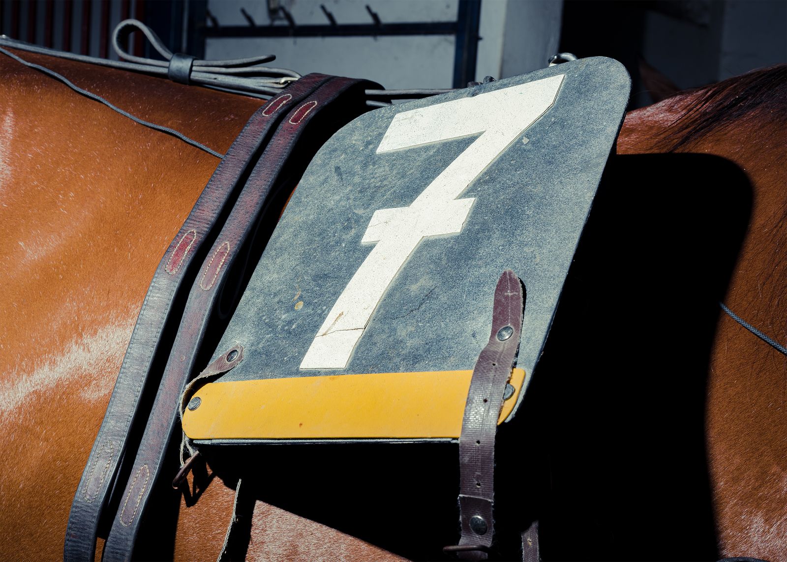 © Alessio Pellicoro - The horse's number on its back. It stands for his stable and to recognize it.