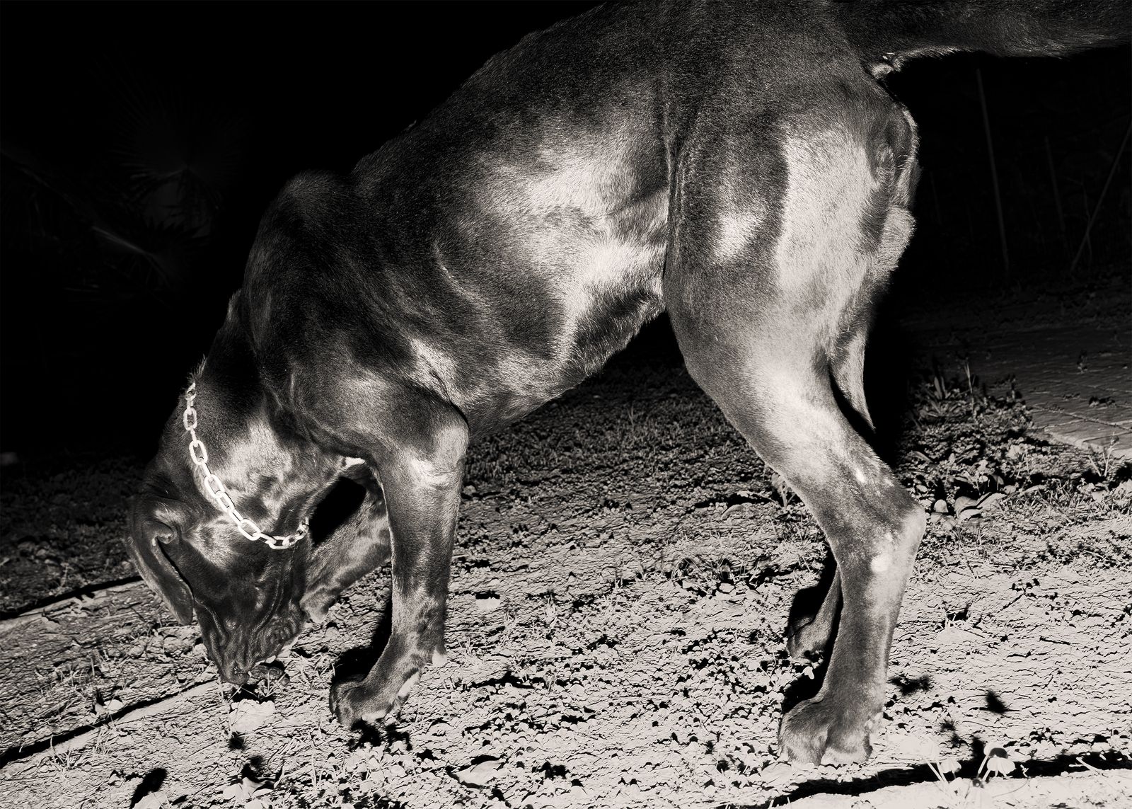 © Alessio Pellicoro - Image from the The night of the Hunter photography project