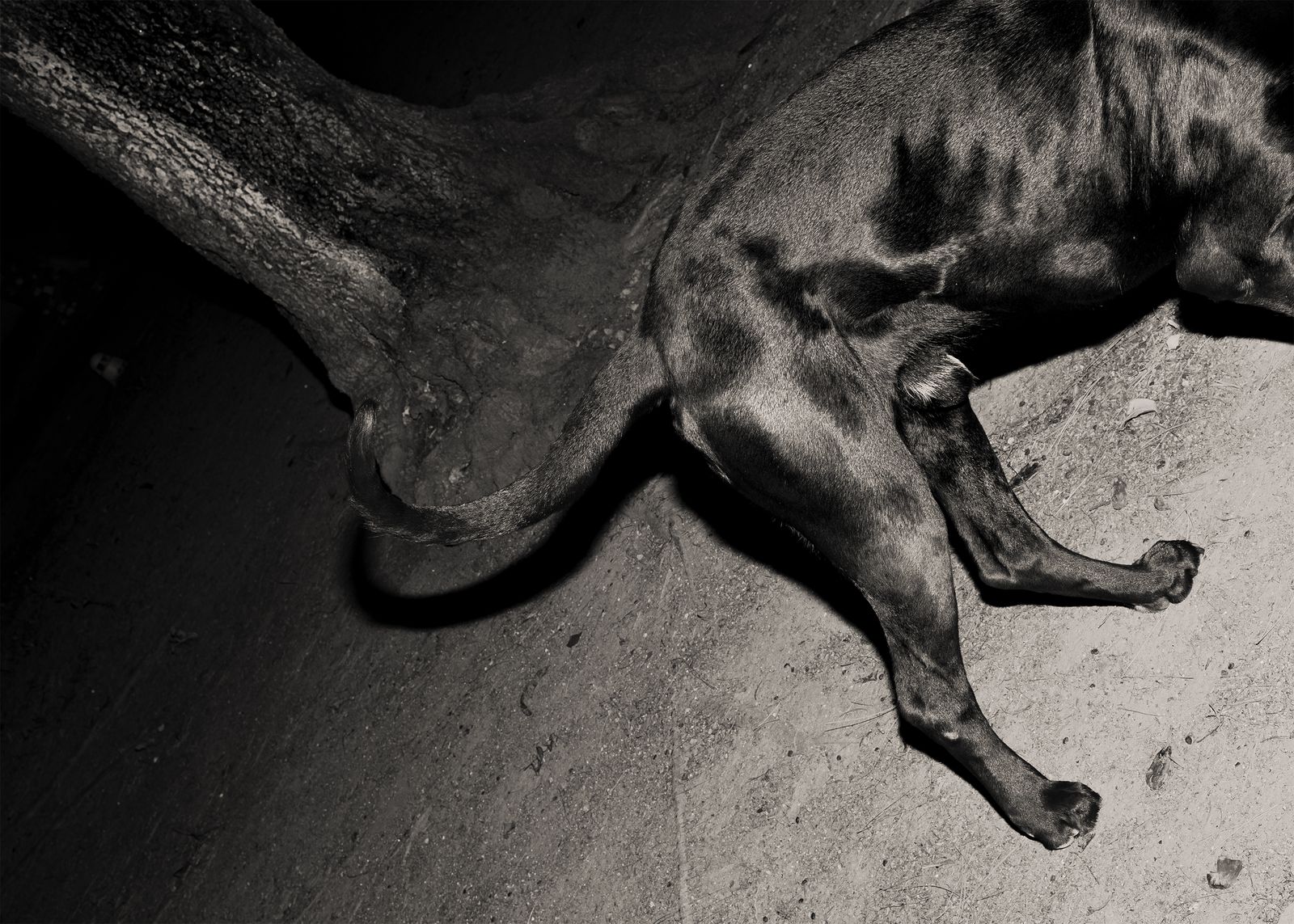 © Alessio Pellicoro - Image from the The night of the Hunter photography project