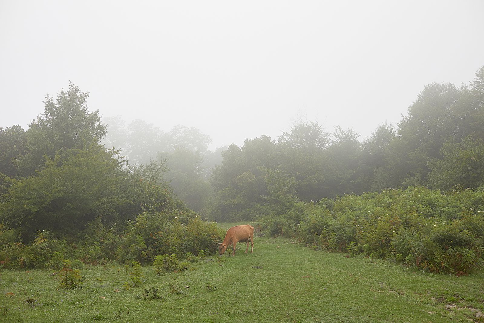 © Ksenia Kuleshova - Abkhazia, Upper Eshera, 22/07/2019. In the Upper Eshera.