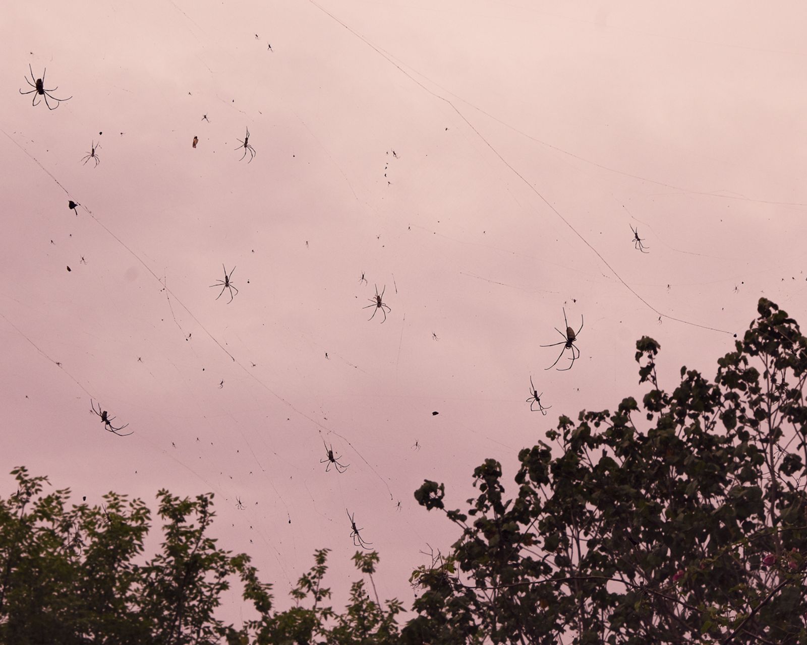 © polly hummel - Image from the Küss den Frosch photography project