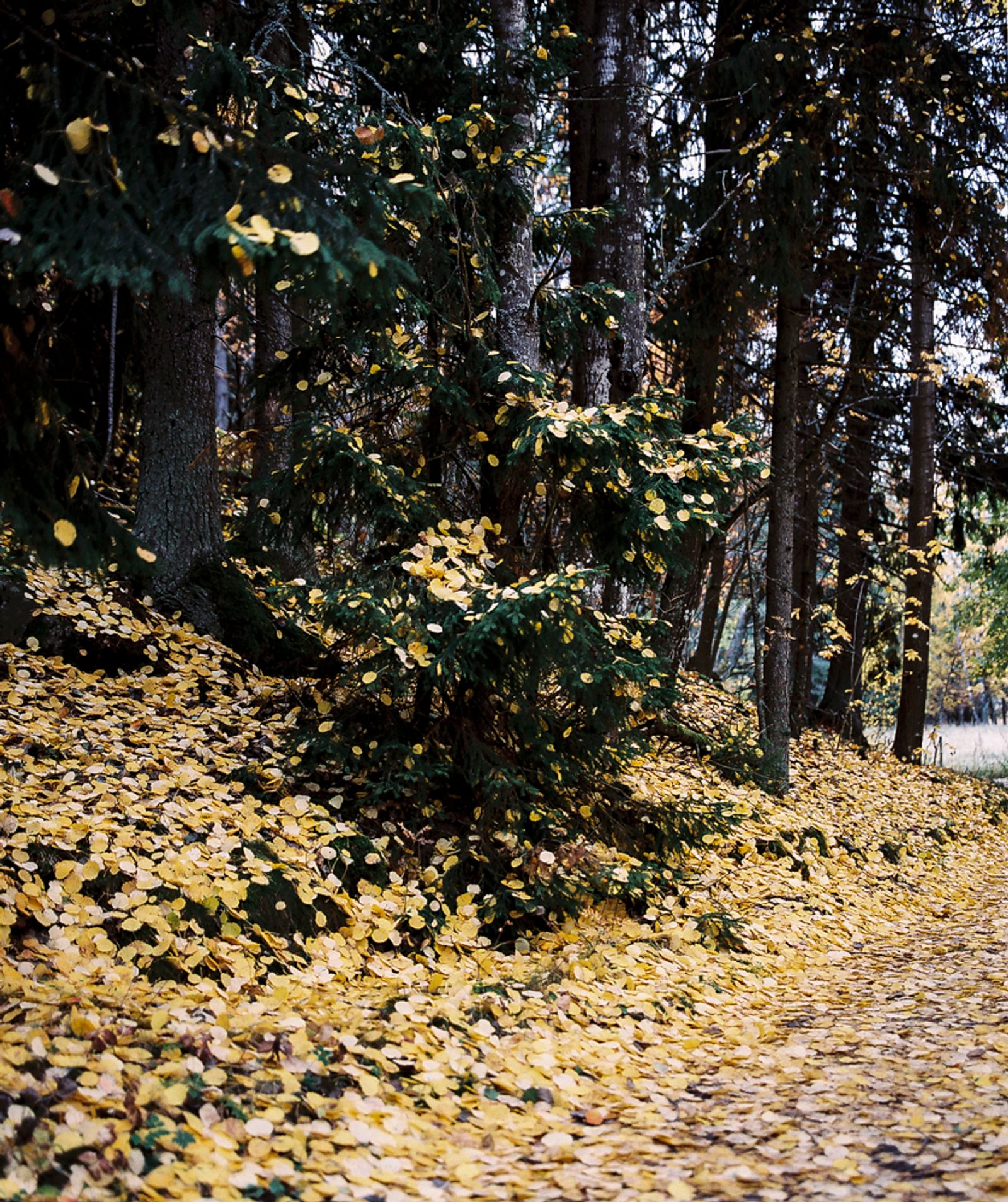 © Sanni Saarinen - The autumn, Turku, October 2018