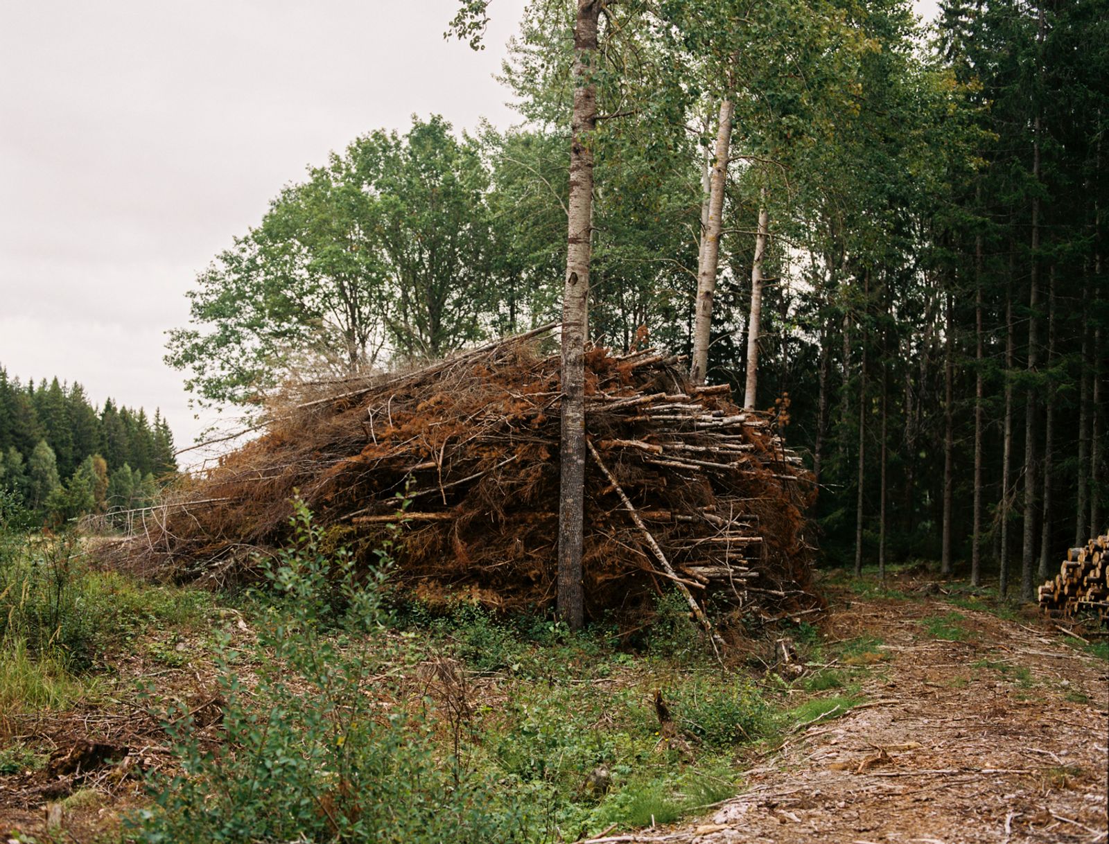 © Sanni Saarinen - The trees, Parainen, 2017