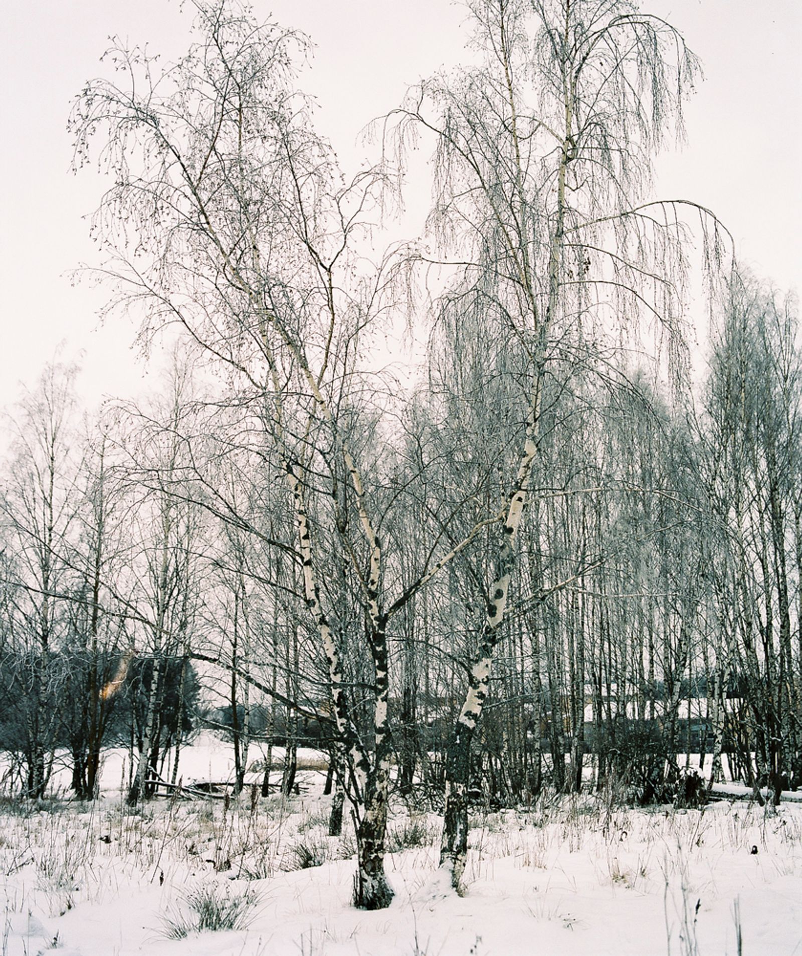 © Sanni Saarinen - The birches, Turku, January 2019