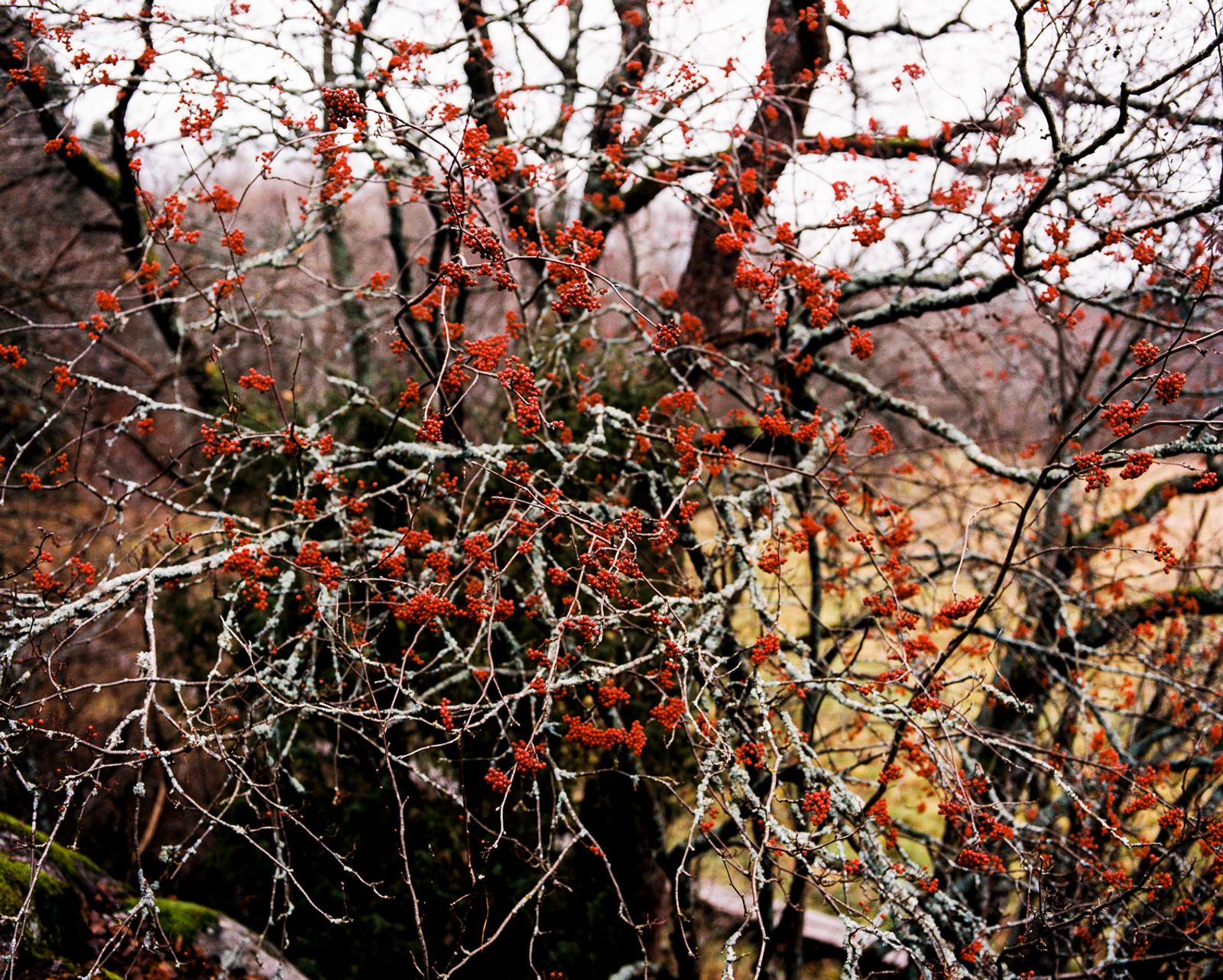 © Sanni Saarinen - The Rowan berries, Turku, October 2017