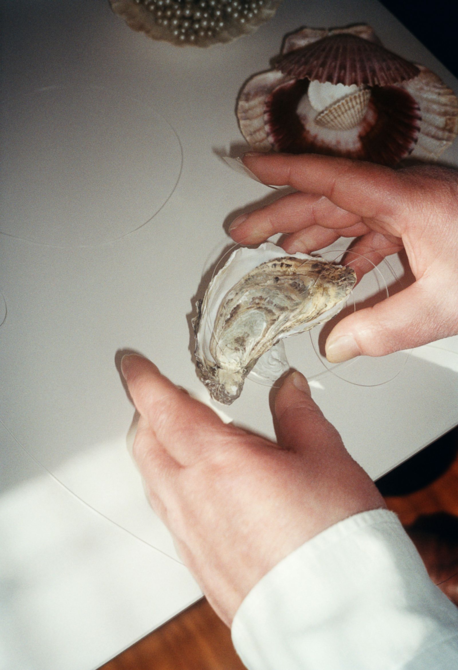 © Rita Puig-Serra Costa - Image from the Anatomy of an Oyster photography project