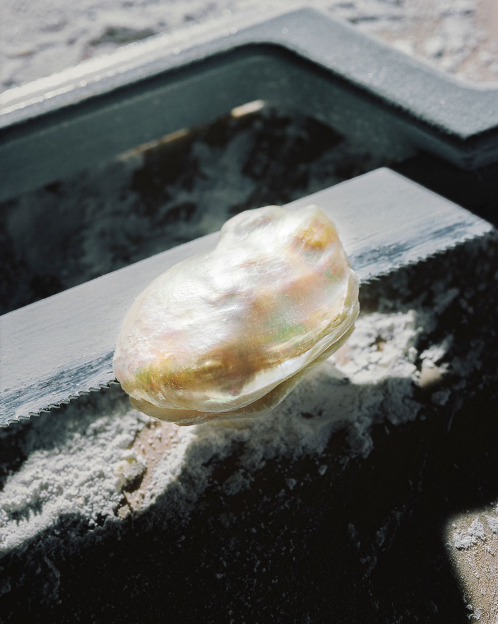 © Rita Puig-Serra Costa - Image from the Anatomy of an Oyster photography project