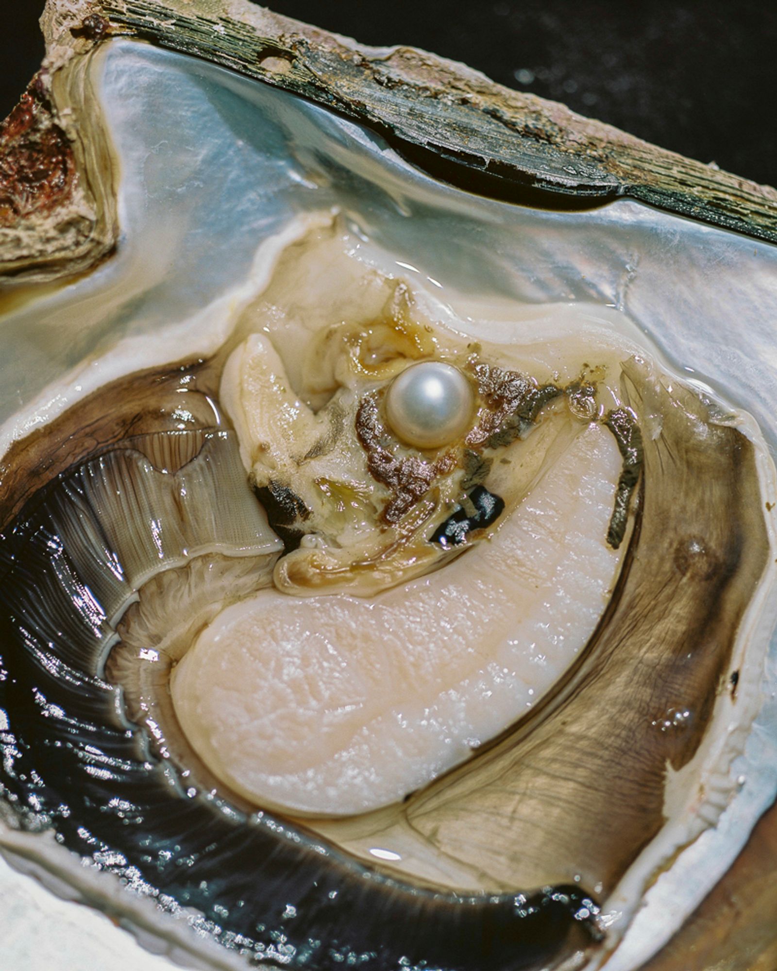 © Rita Puig-Serra Costa - Image from the Anatomy of an Oyster photography project