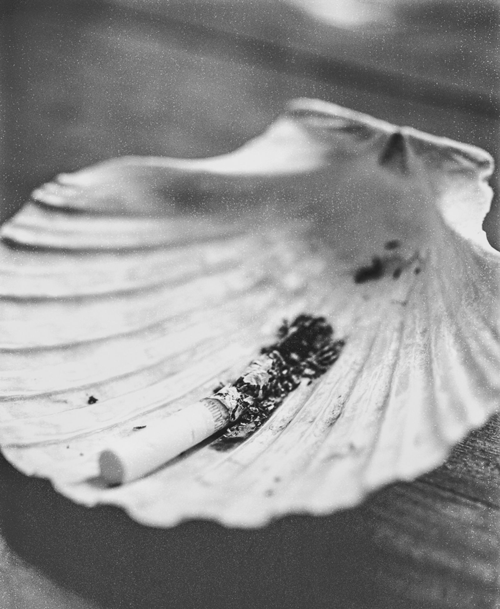 © Rita Puig-Serra Costa - Image from the Anatomy of an Oyster photography project